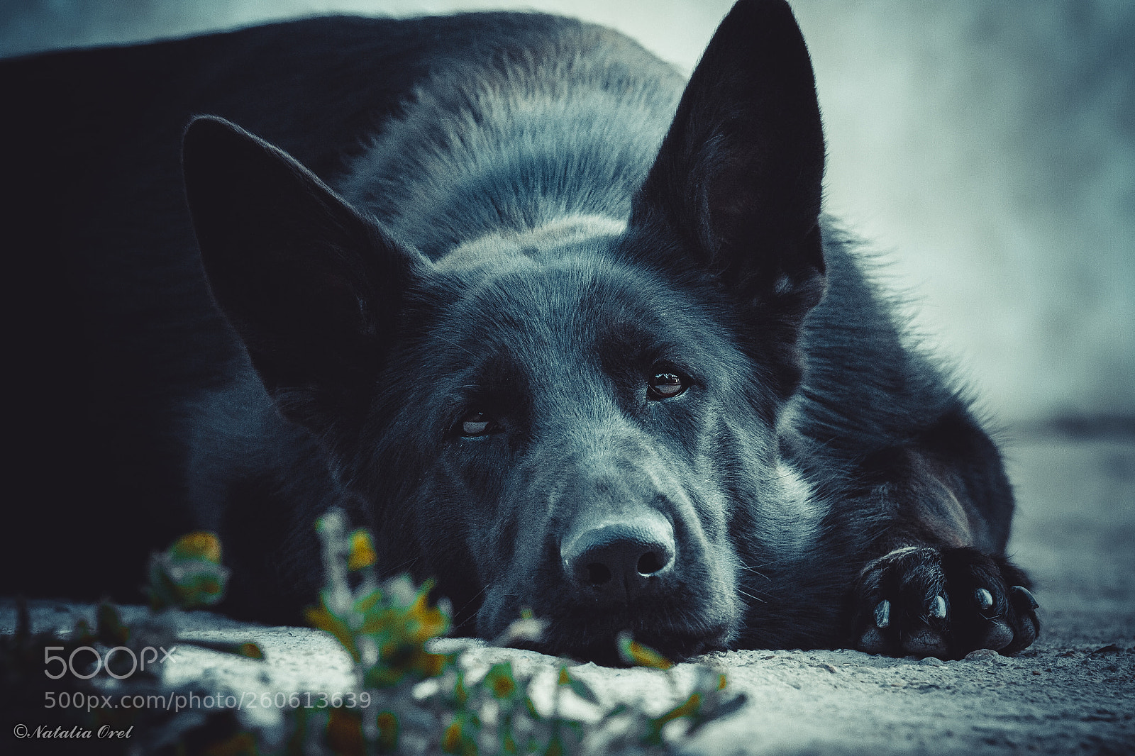 Canon EOS 7D sample photo. Untitled photography