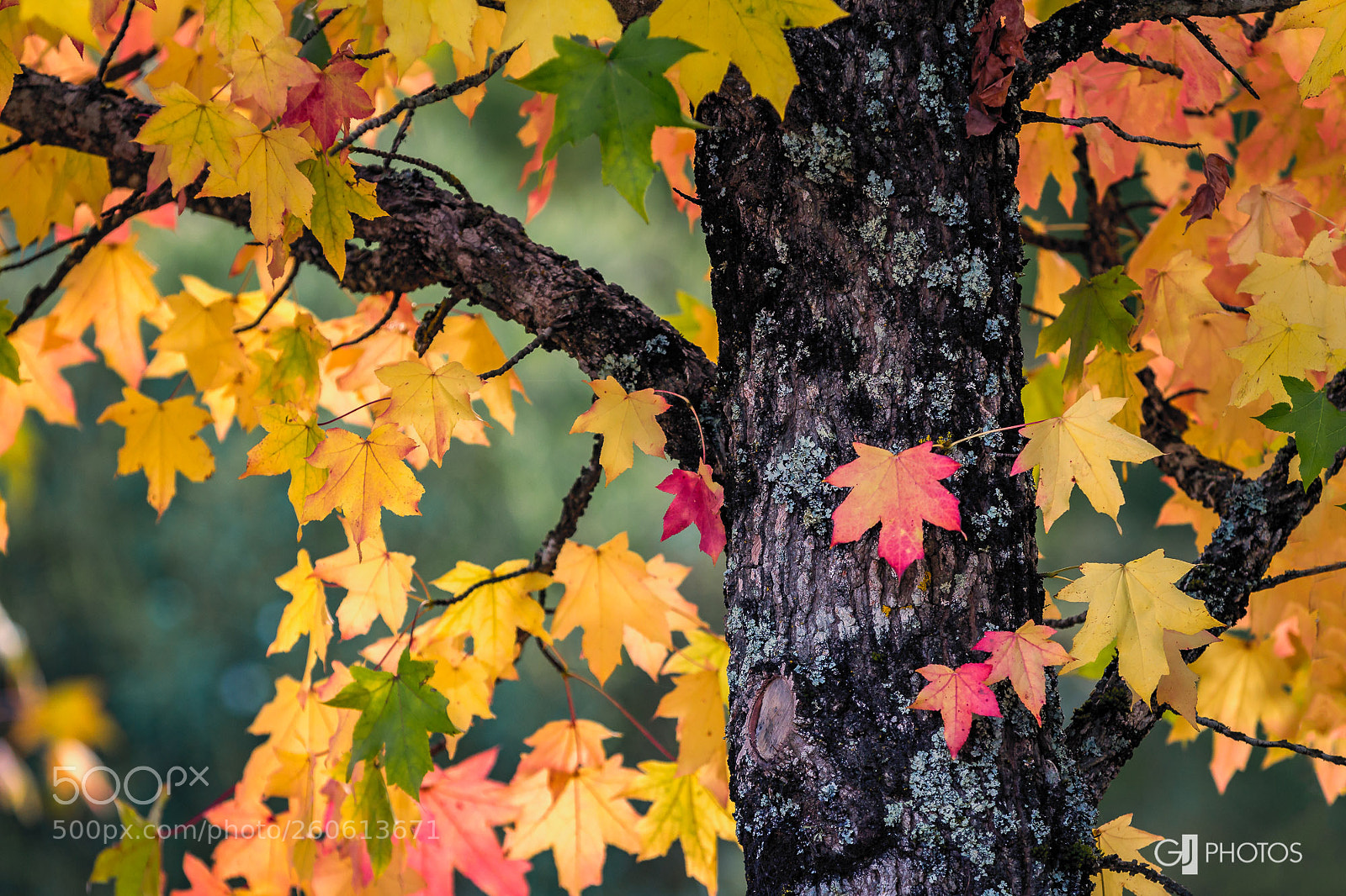 Canon EOS 60D sample photo. Autumn contrast photography