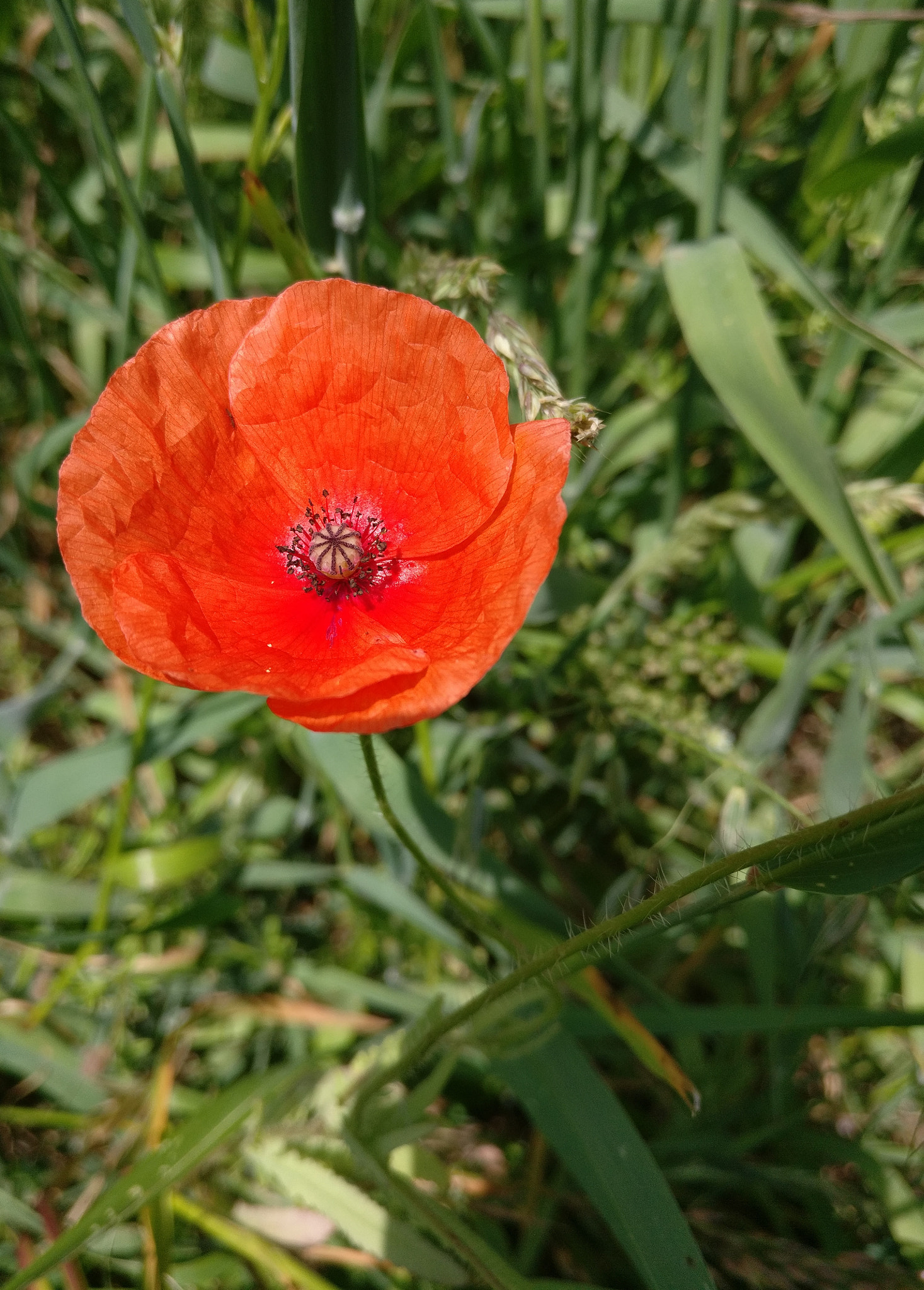 OnePlus A3003 sample photo. Coquelicot photography