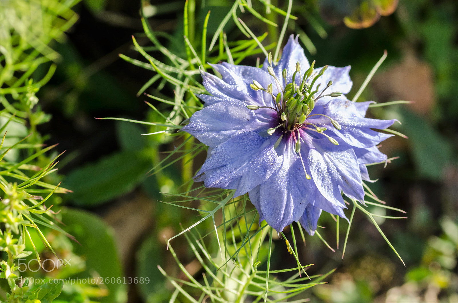Nikon D7000 sample photo. Une nigelle de damas photography