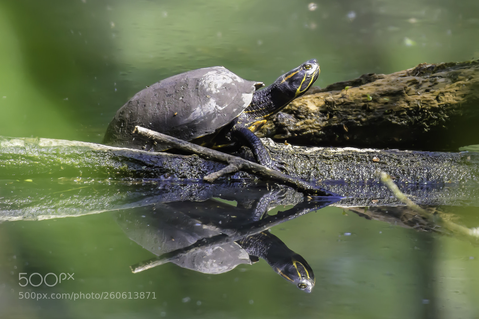 Nikon D7200 sample photo. Turtle sunbathing on wooden photography