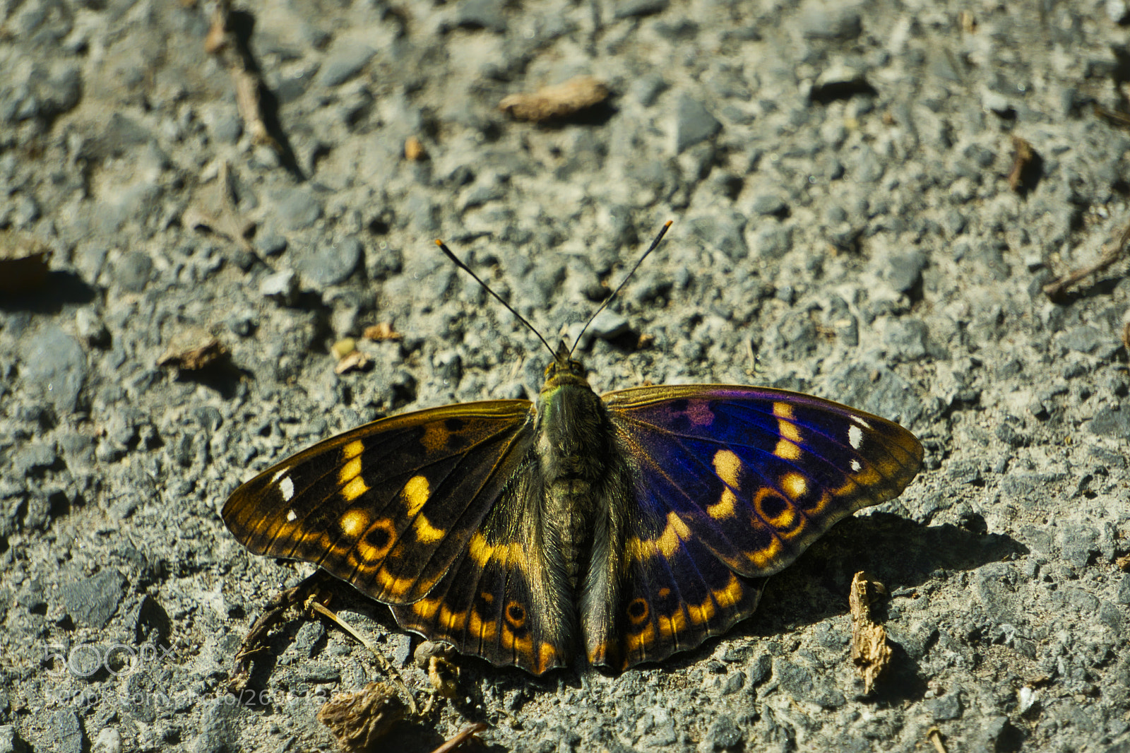 Sony a6000 sample photo. Kleiner schillerfalter photography