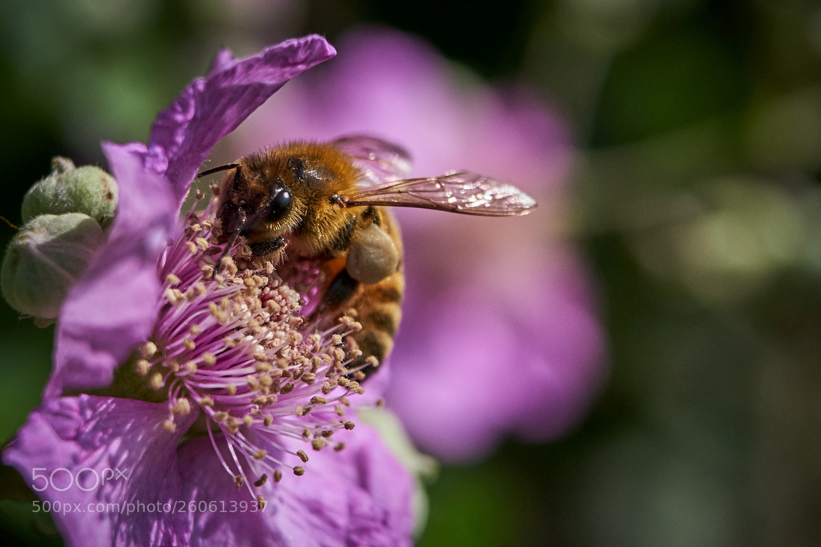Sony a7 II sample photo. Working bee photography