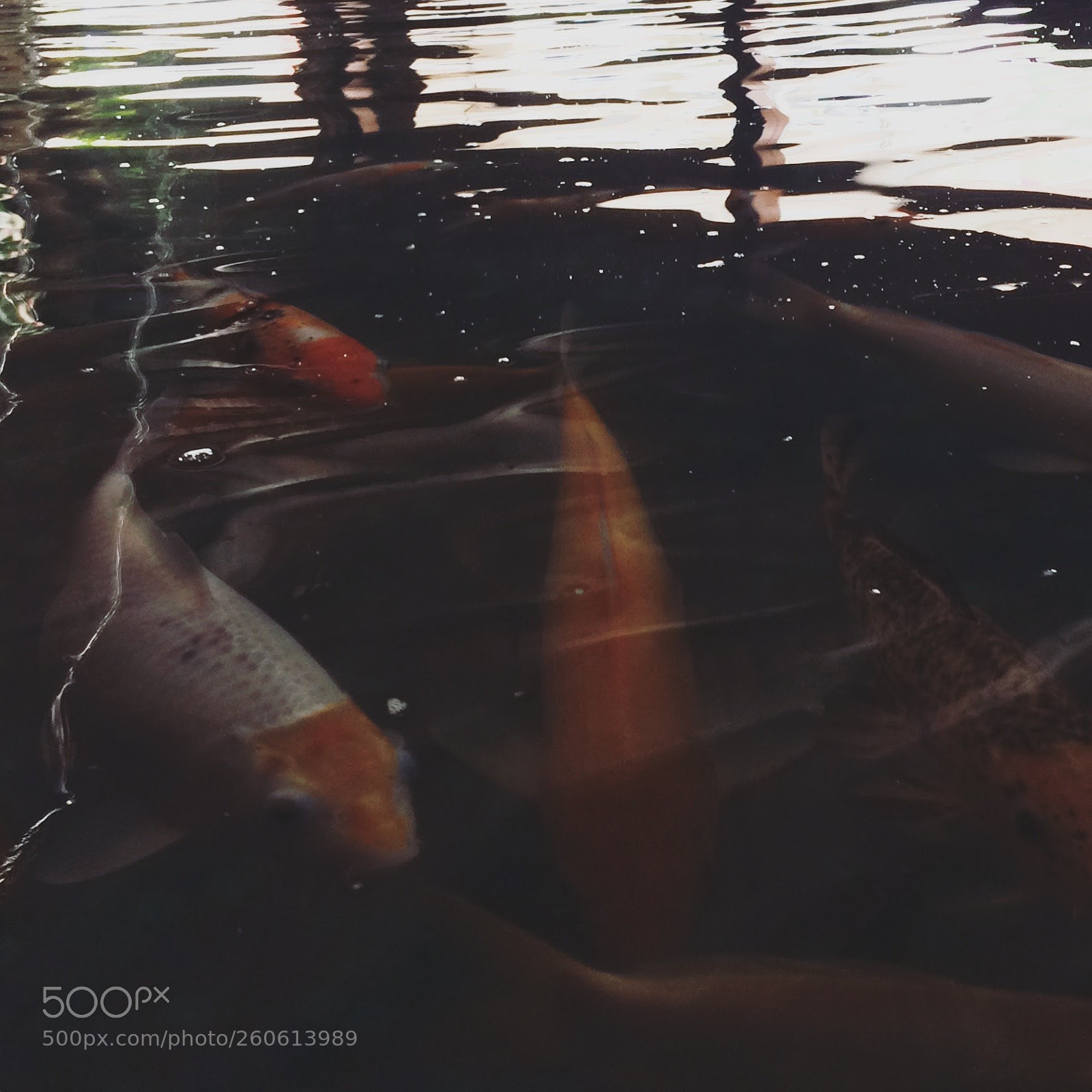 Apple iPhone 5s sample photo. Fish in the sea photography