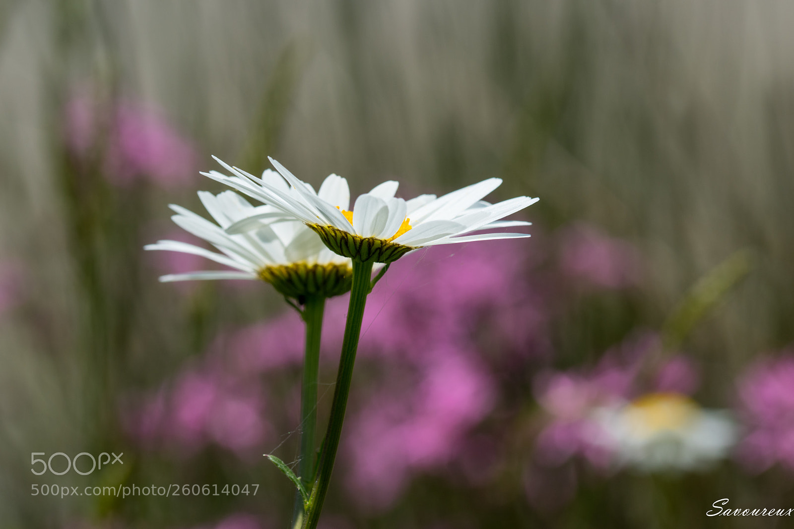 Nikon D5500 sample photo. *** photography