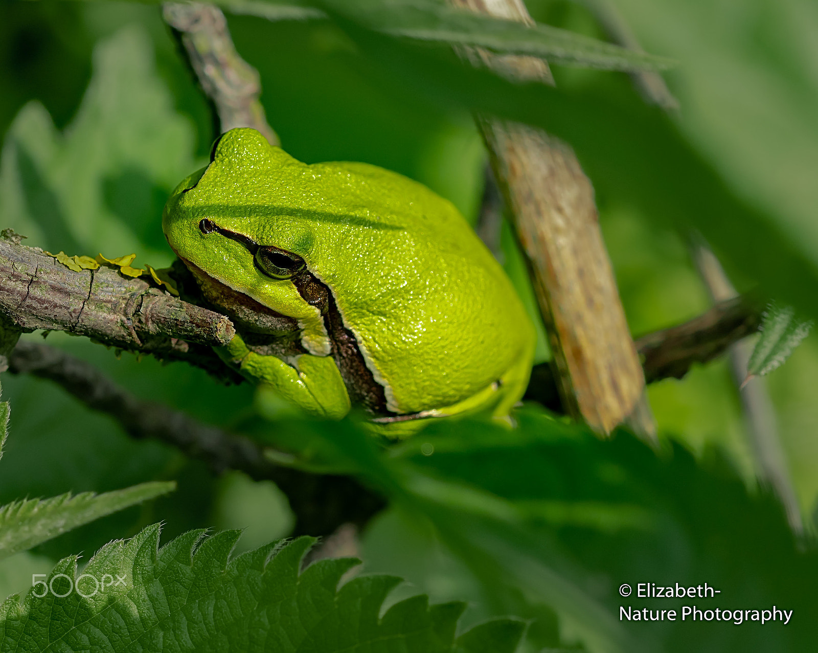 Sigma 105mm F2.8 EX DG OS HSM sample photo. European tree frog in the morning sun photography