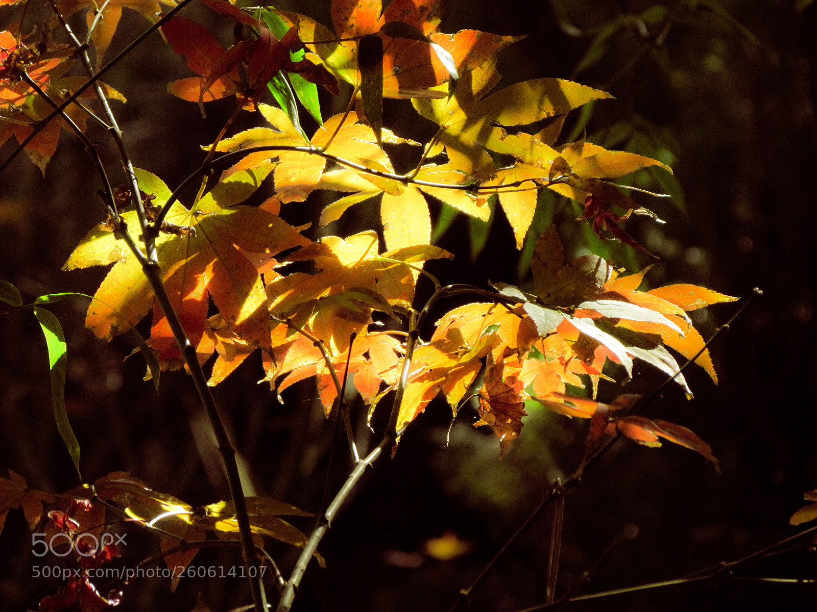 Canon PowerShot SX30 IS sample photo. Autumn colours photography