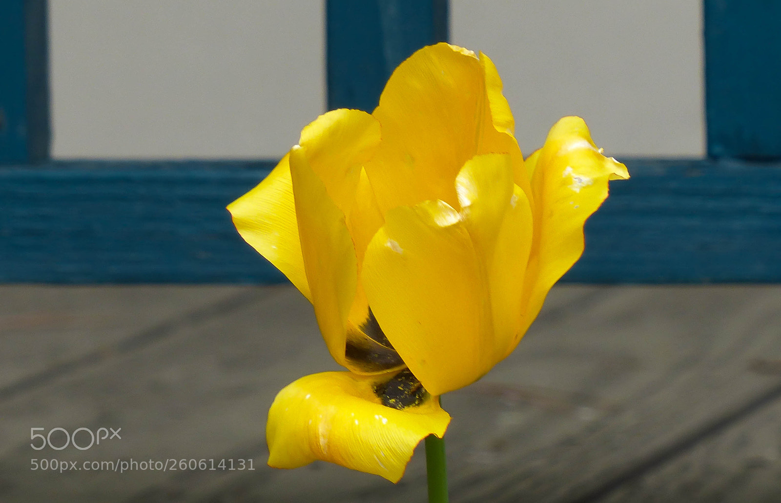 Panasonic Lumix DMC-FZ200 sample photo. Sunshine photography