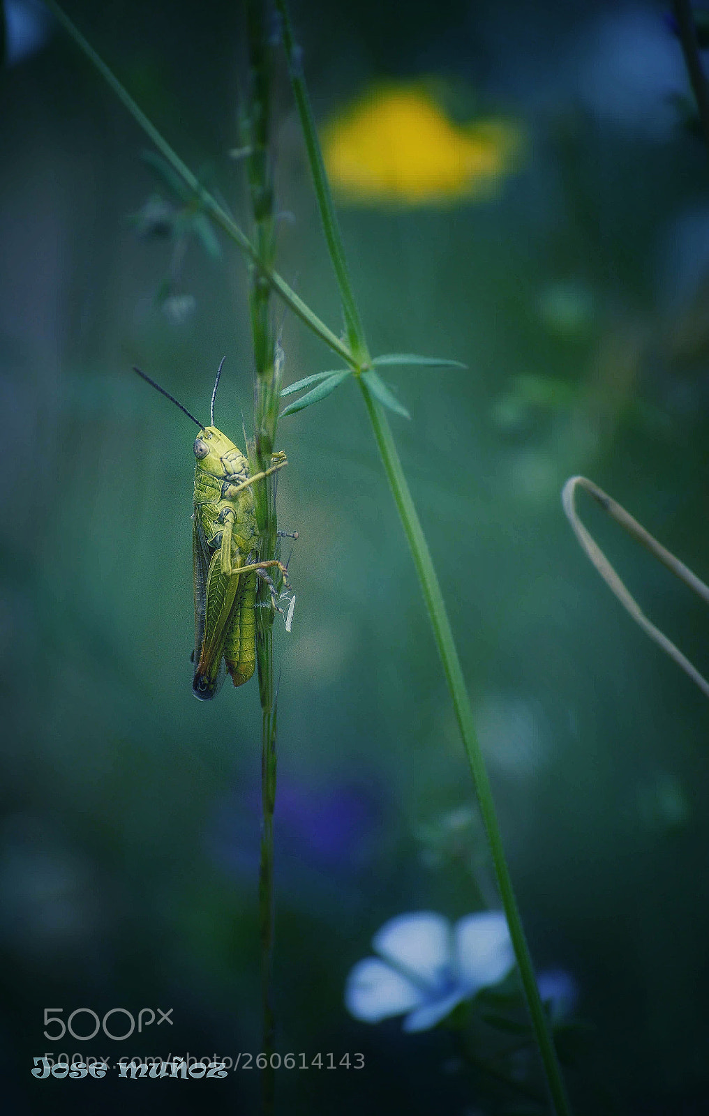 Nikon D3300 sample photo. Untitled photography