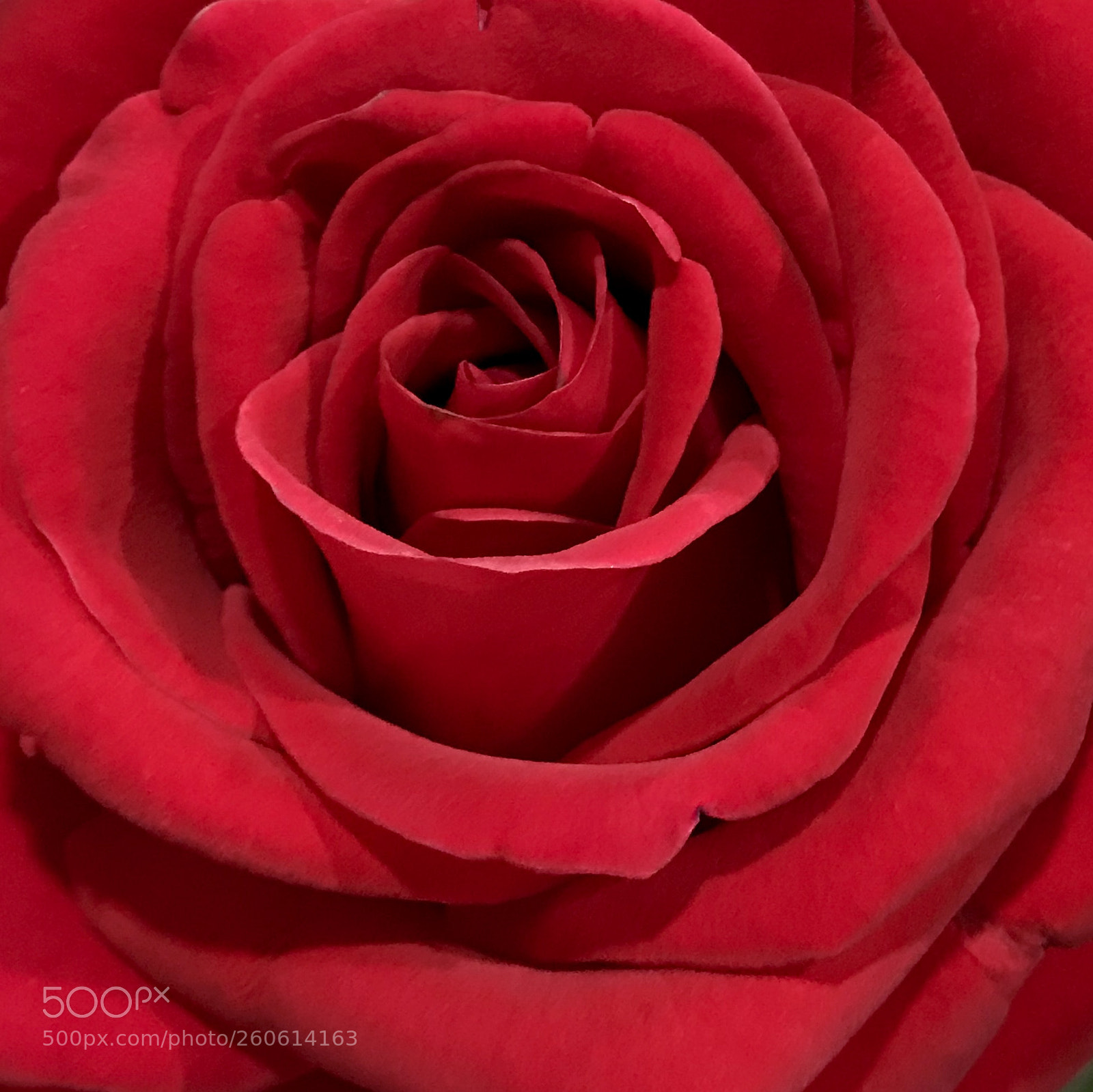 Apple iPhone 7 sample photo. Red rose closeup photography