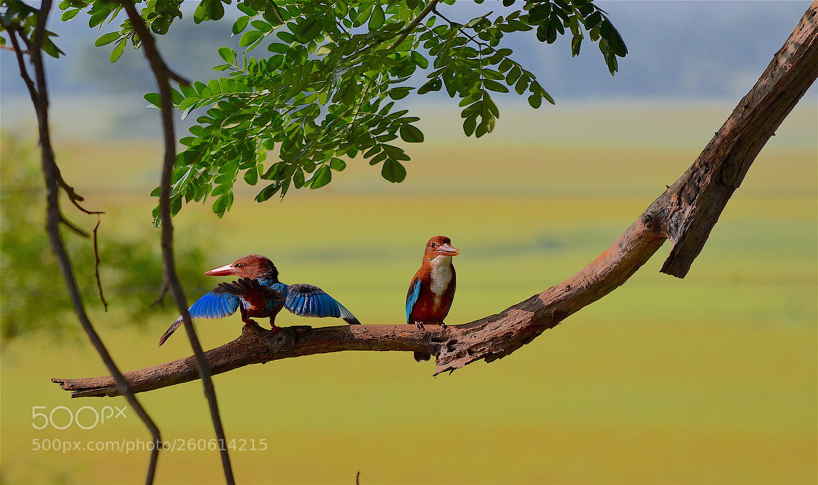 Nikon D3100 sample photo. Kingfisher photography