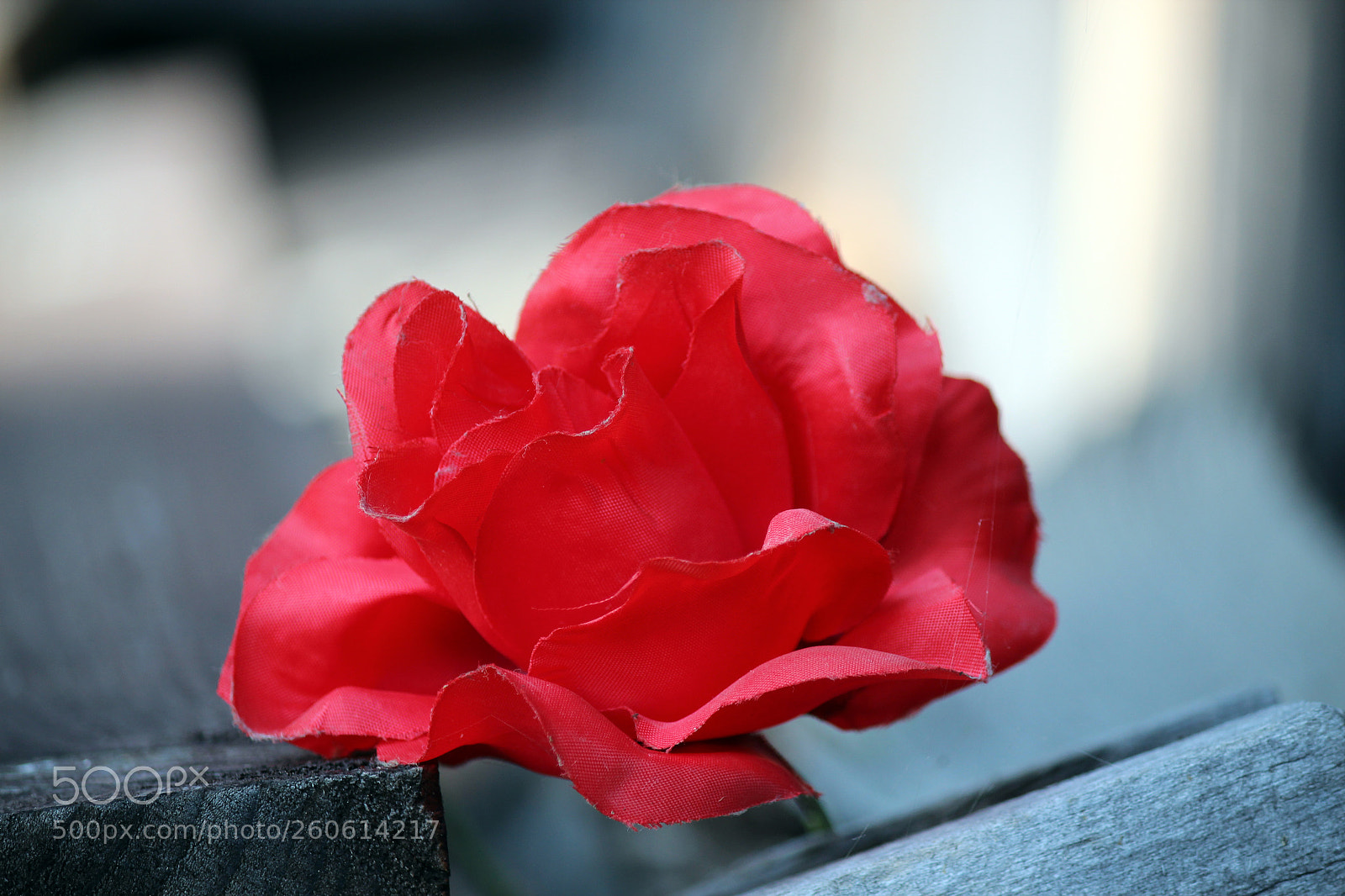 Canon EOS 600D (Rebel EOS T3i / EOS Kiss X5) sample photo. Coming up roses photography