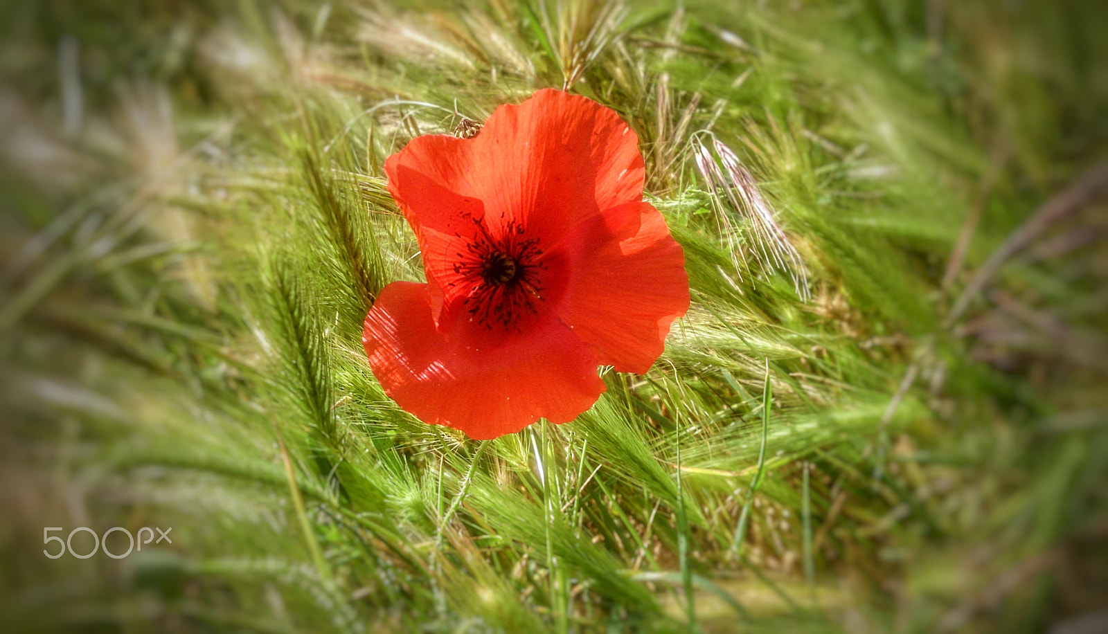 Sony Xperia Z sample photo. Poppy flower | flor de ampola photography