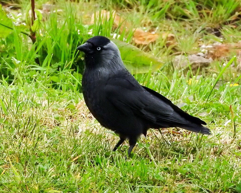 Nikon Coolpix P610 sample photo. Friendly jackdaw photography