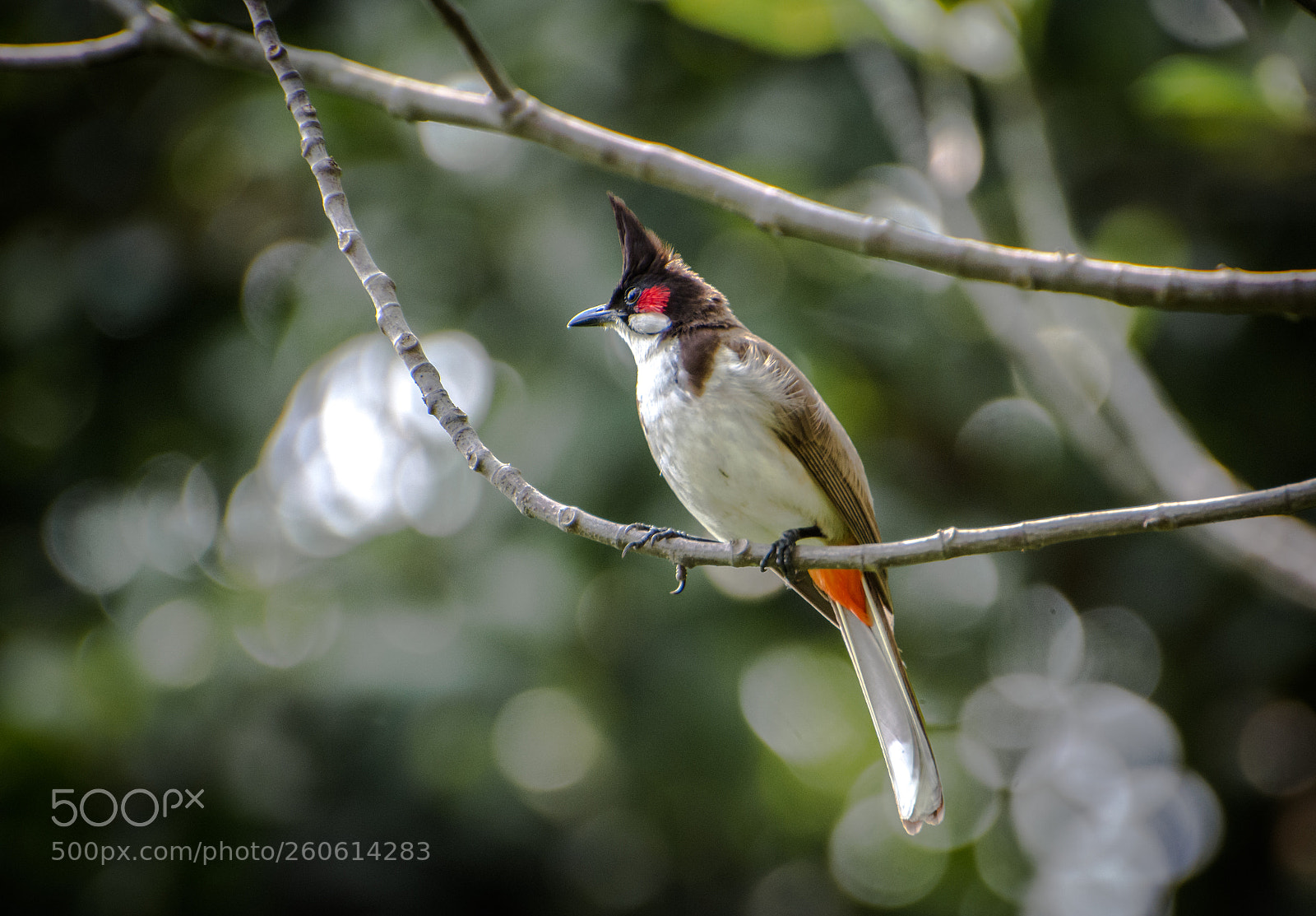 Nikon D7200 sample photo. Red whiskered bulbul photography