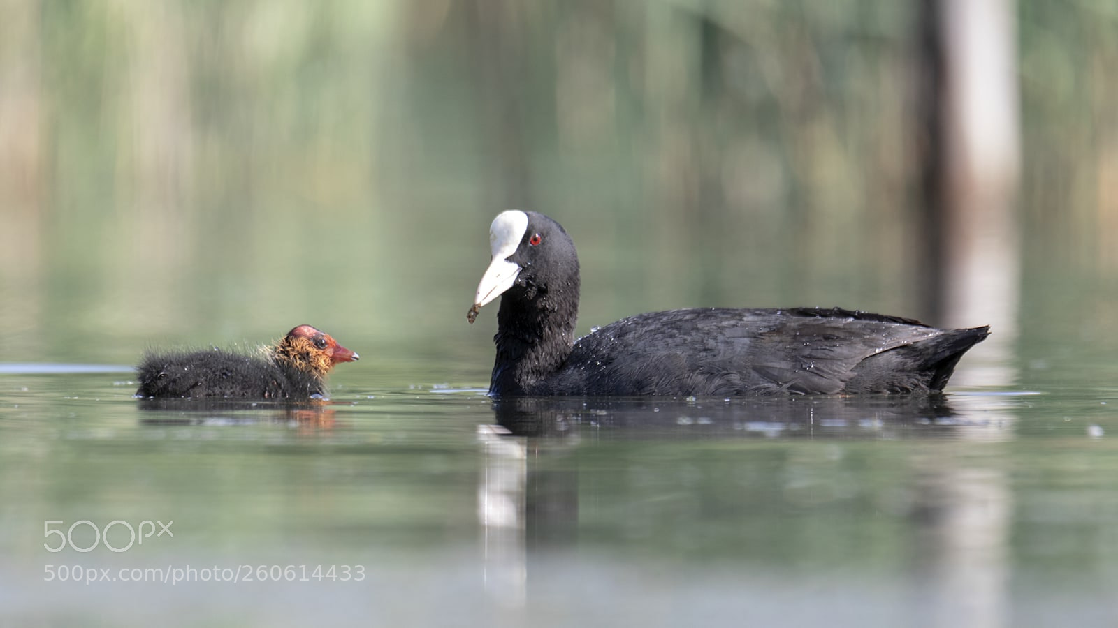 Canon EOS 7D Mark II sample photo. Foulques macroules photography