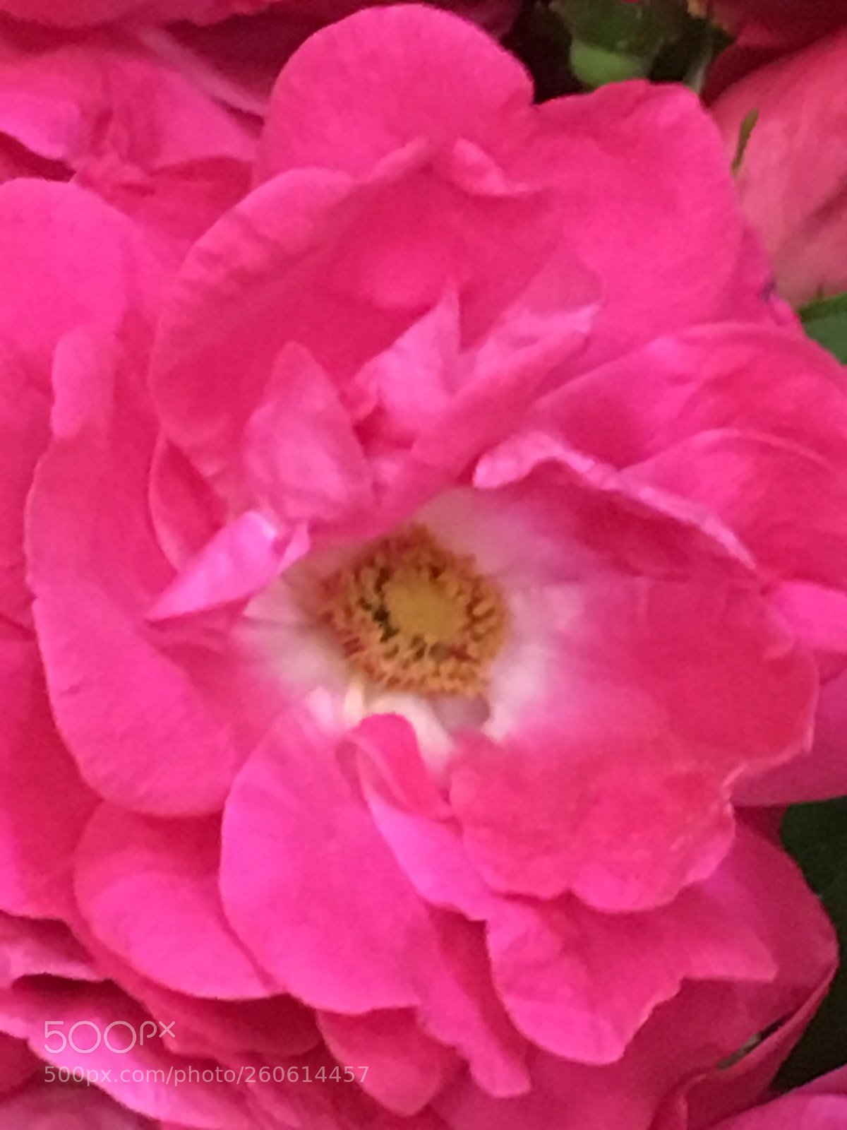 Apple iPhone 6s sample photo. Pink petals photography