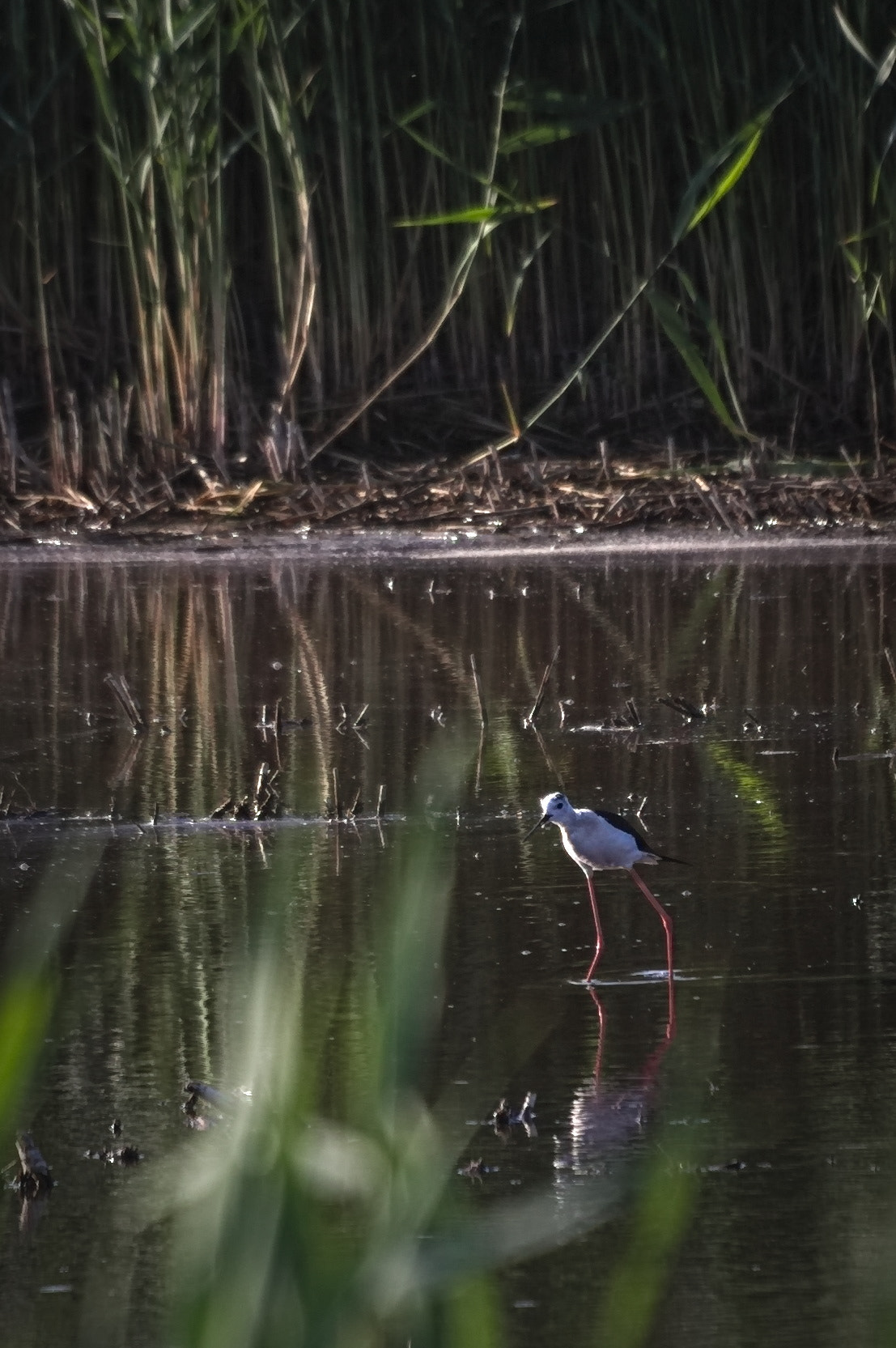 Sigma 70-300mm F4-5.6 APO DG Macro sample photo. Stilt hunt photography