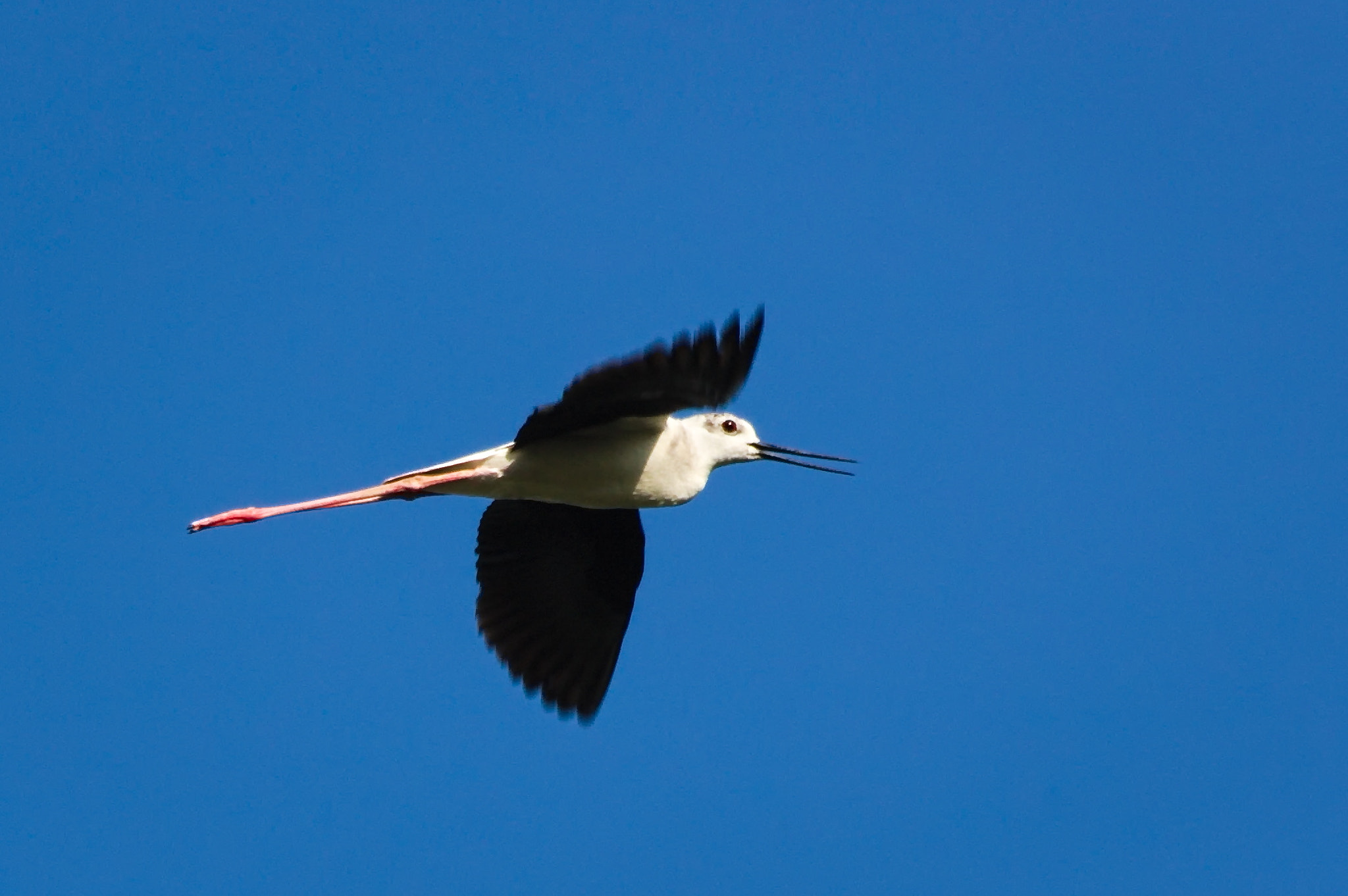 Sigma 70-300mm F4-5.6 APO DG Macro sample photo. Stilt photography