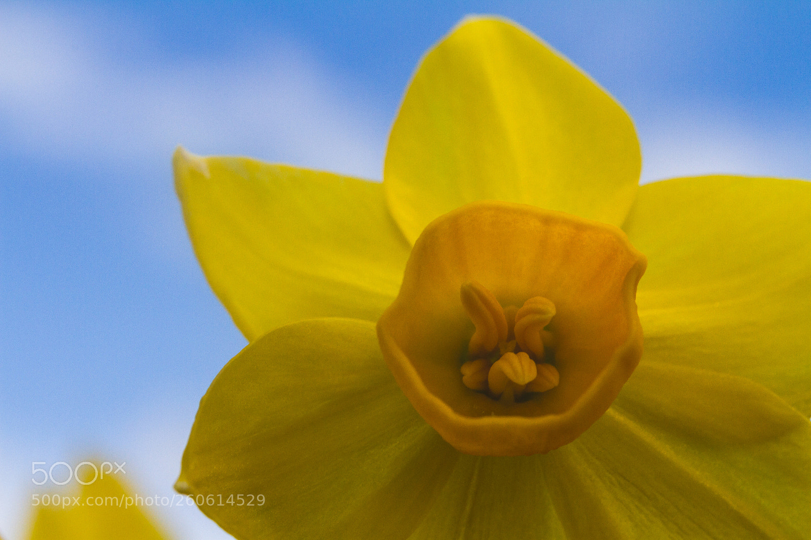 Canon EOS 7D sample photo. Daffodil photography