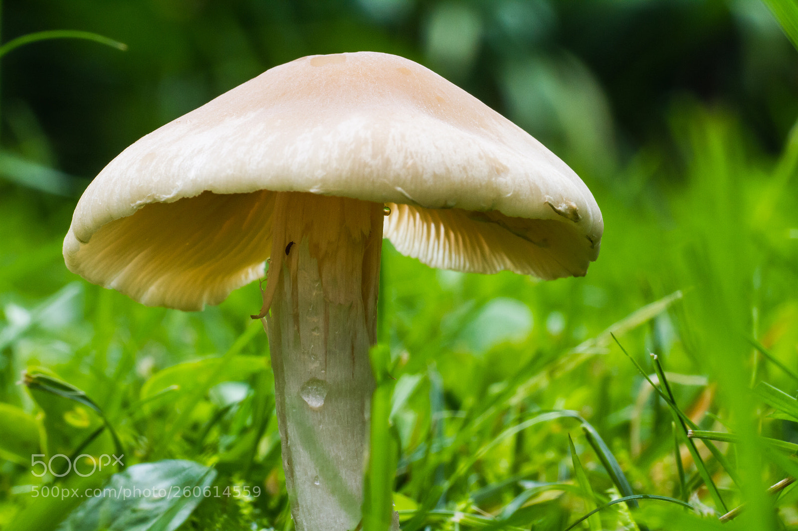 Canon EOS 7D sample photo. Toadstool photography