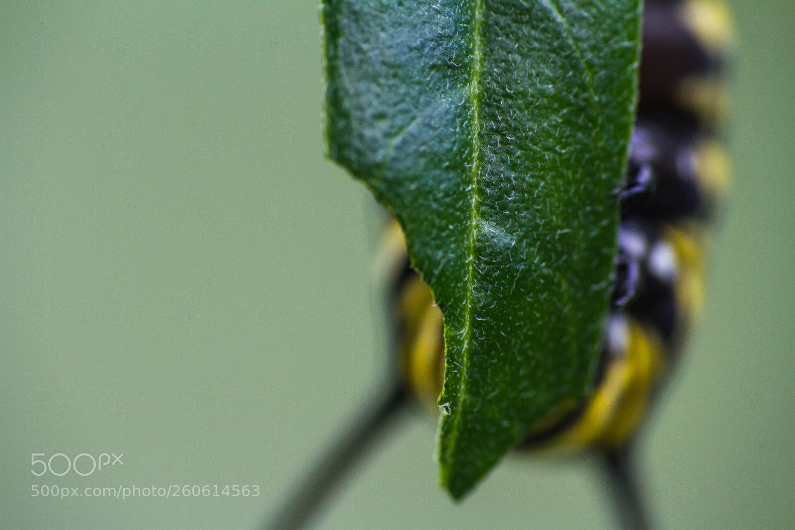 Canon EOS 7D sample photo. Caterpillar on leaf photography