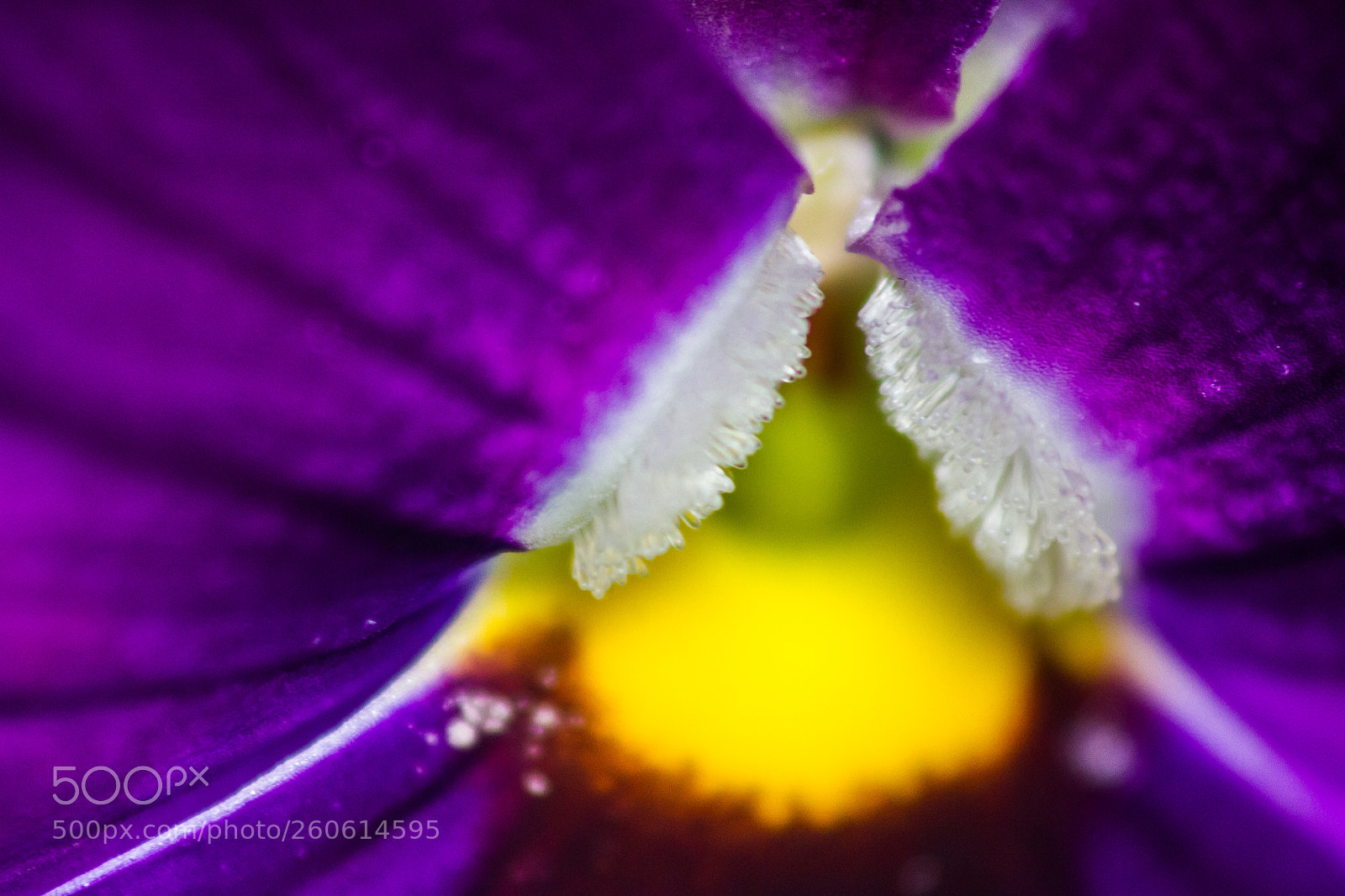 Canon EOS 7D sample photo. Pansy flower photography