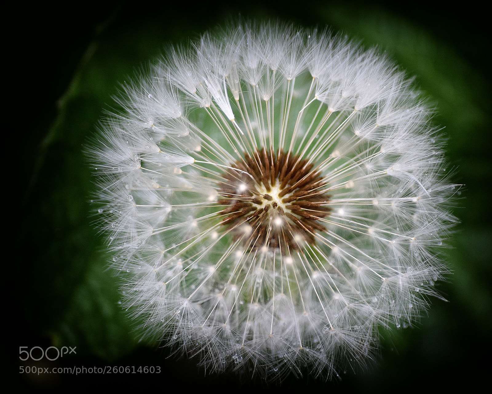 Nikon D5300 sample photo. 0523-blow photography