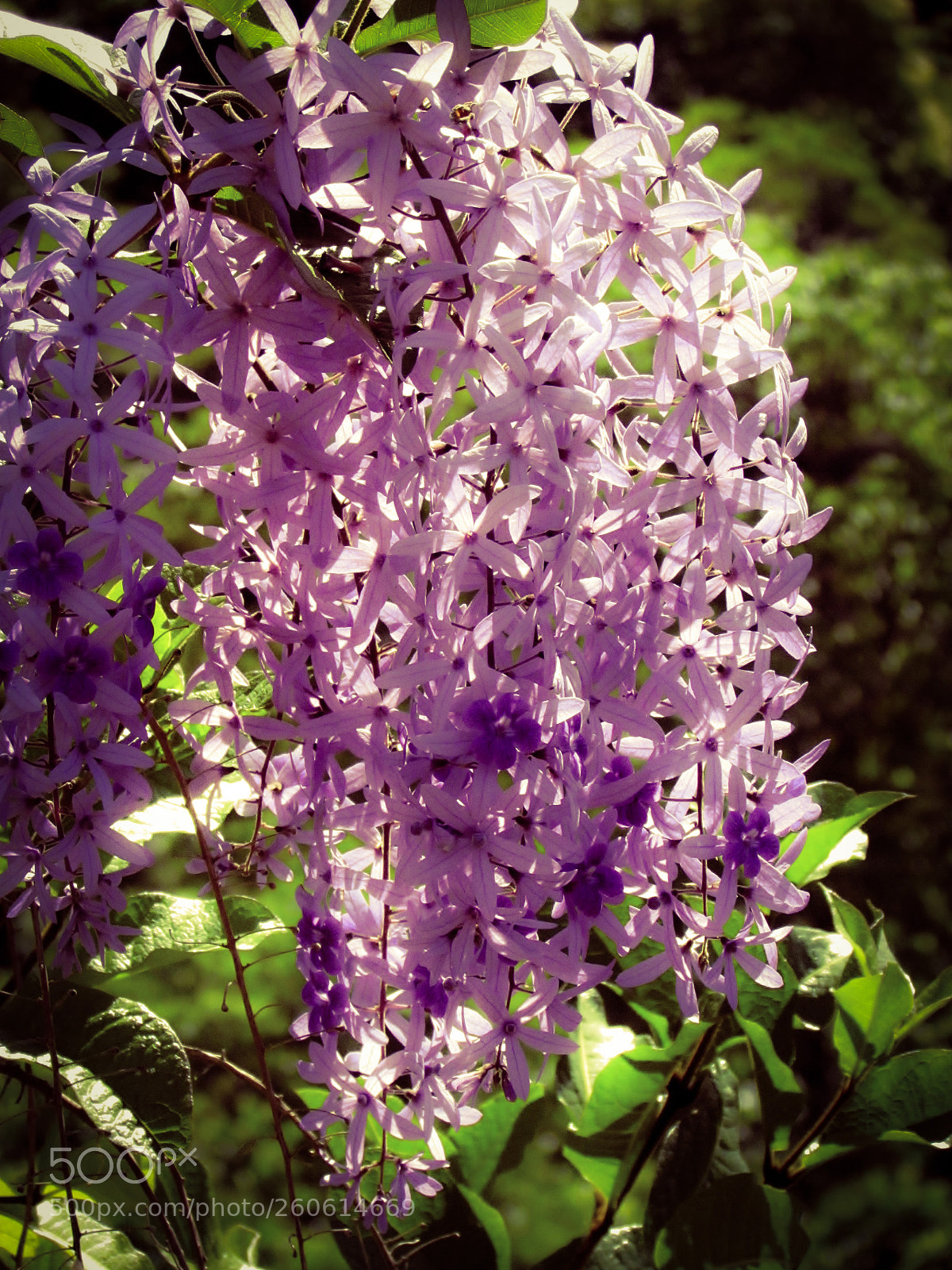 Canon PowerShot SX30 IS sample photo. Sandpaper vine flower photography