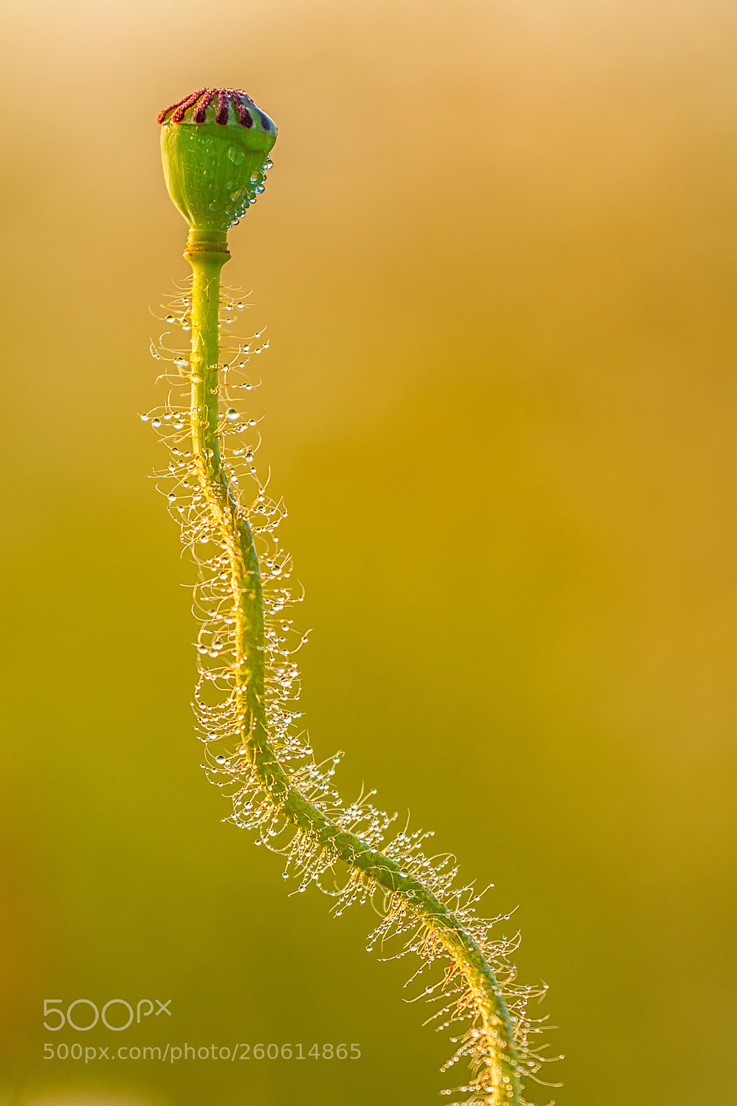 Canon EOS 70D sample photo. Wet poppy photography