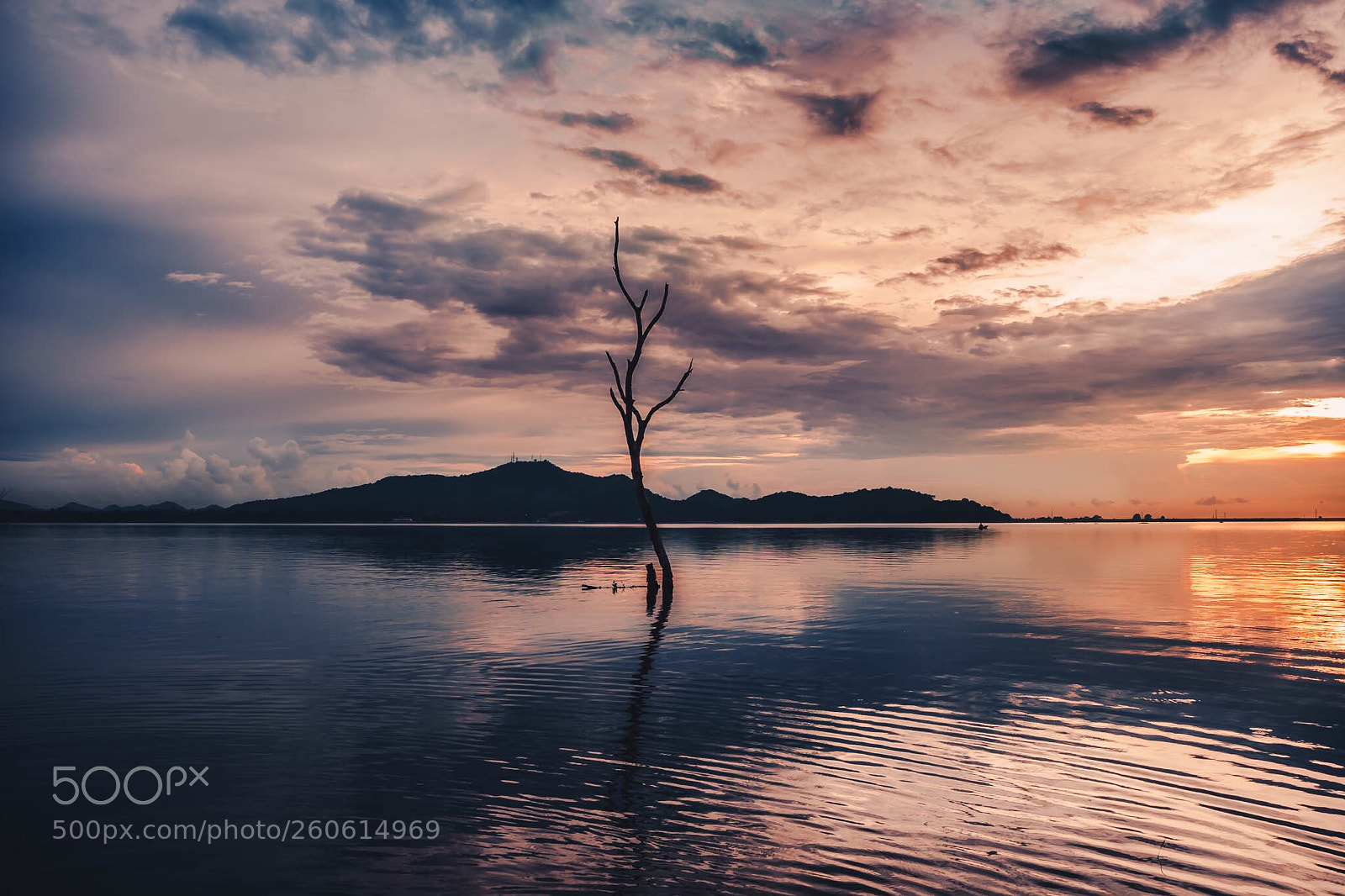 Sony a7 III sample photo. Lonely tree  photography