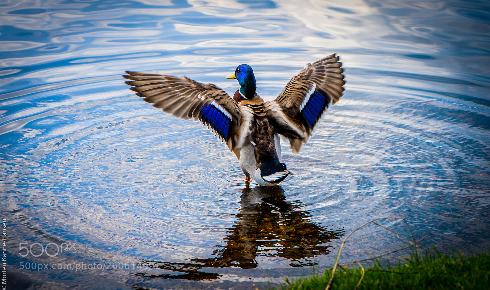 Nikon Df sample photo. Blue wings photography