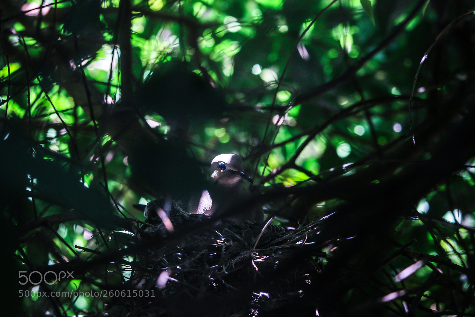 Canon EOS 70D sample photo. Nesting photography