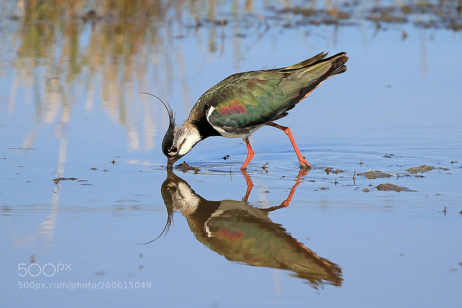 Canon EOS 7D Mark II sample photo. Northern lapwing photography