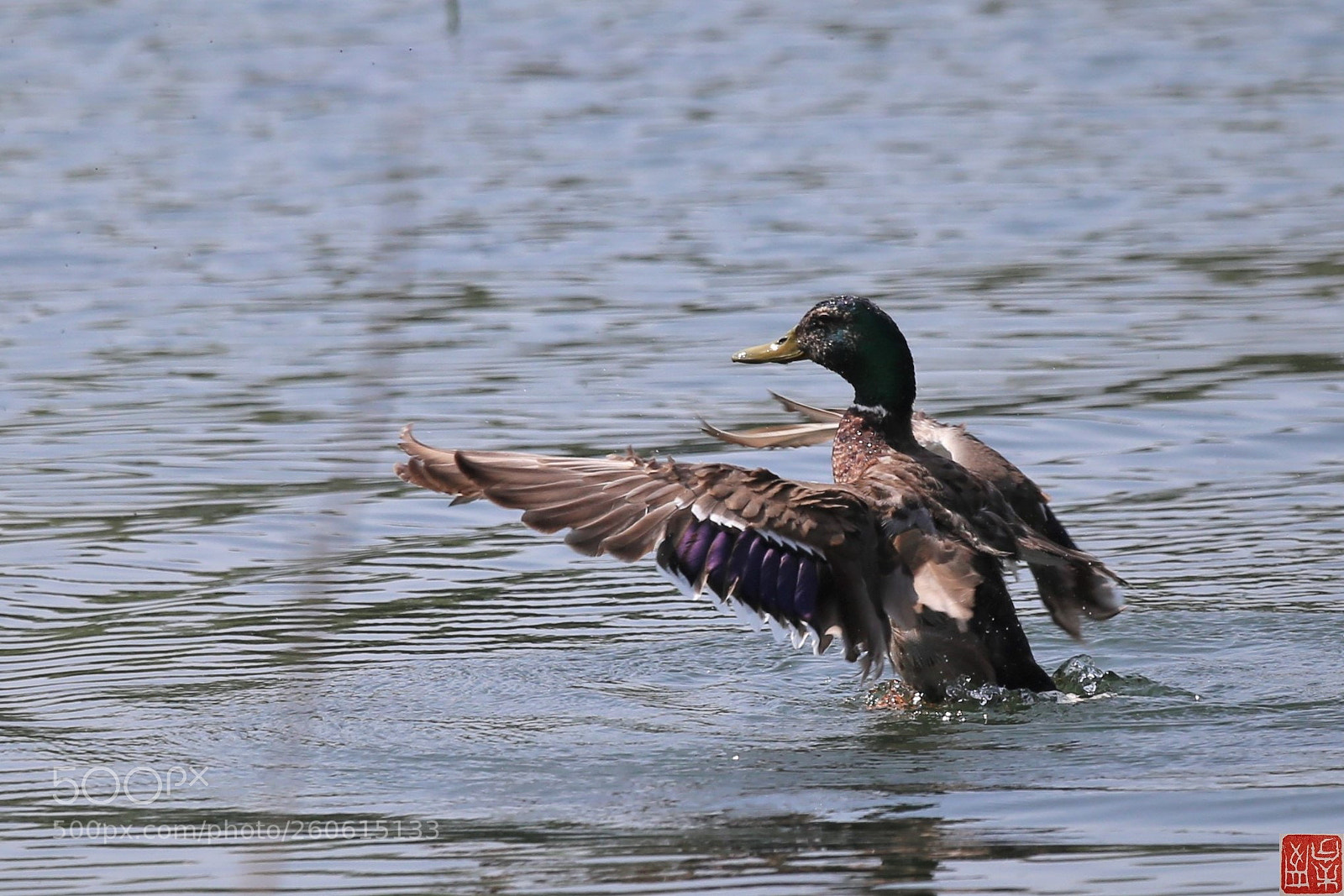 Canon EOS 6D sample photo. Landing photography