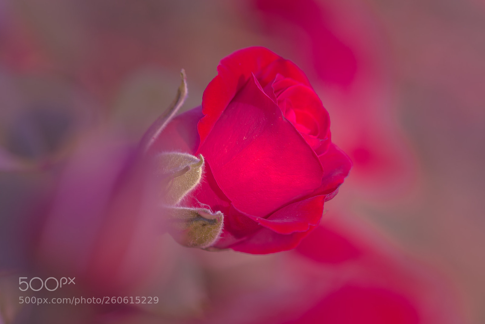 Nikon D800 sample photo. Wonderful world photography