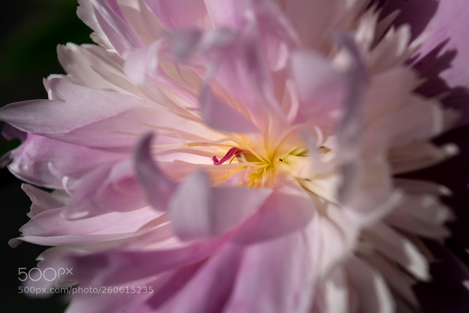 Nikon D3300 sample photo. Core of a peony photography