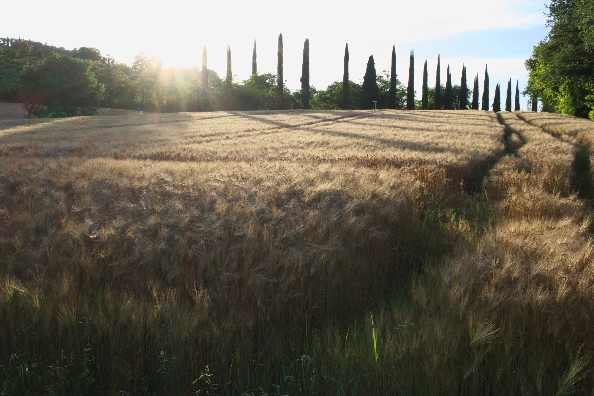 Samsung NX500 sample photo. Sunset in a barley field photography