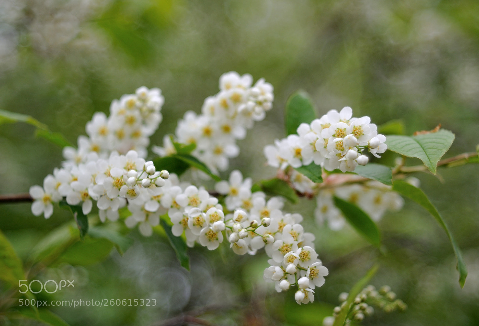 Nikon D700 sample photo. Цветущий май... #2 photography