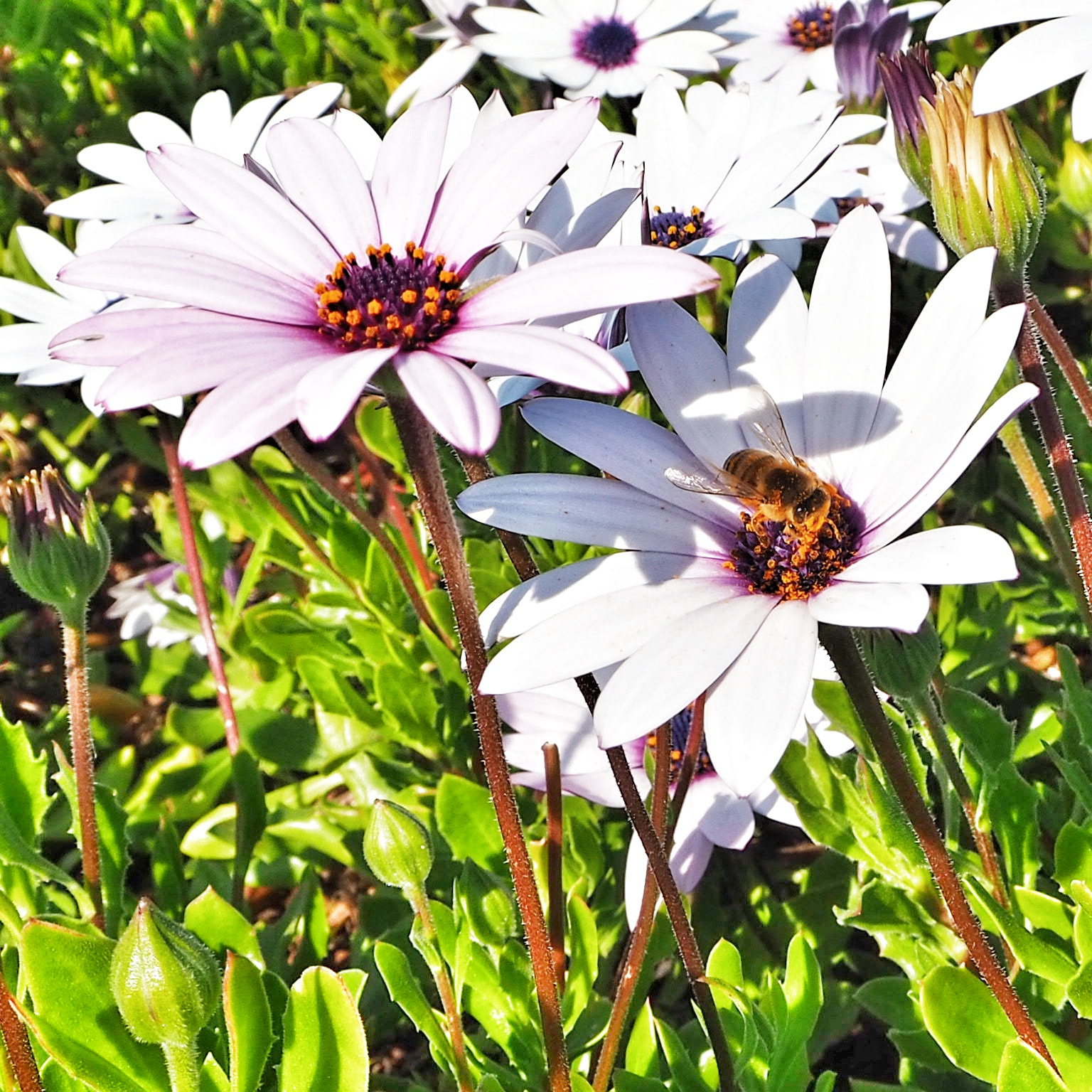 Olympus OM-D E-M10 III sample photo. Be like a bee | izmir photography