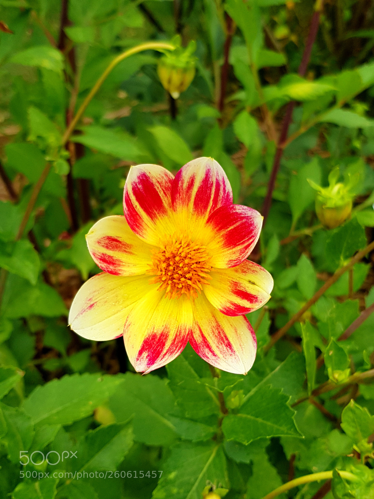 Samsung Galaxy S8 sample photo. Untitled photography