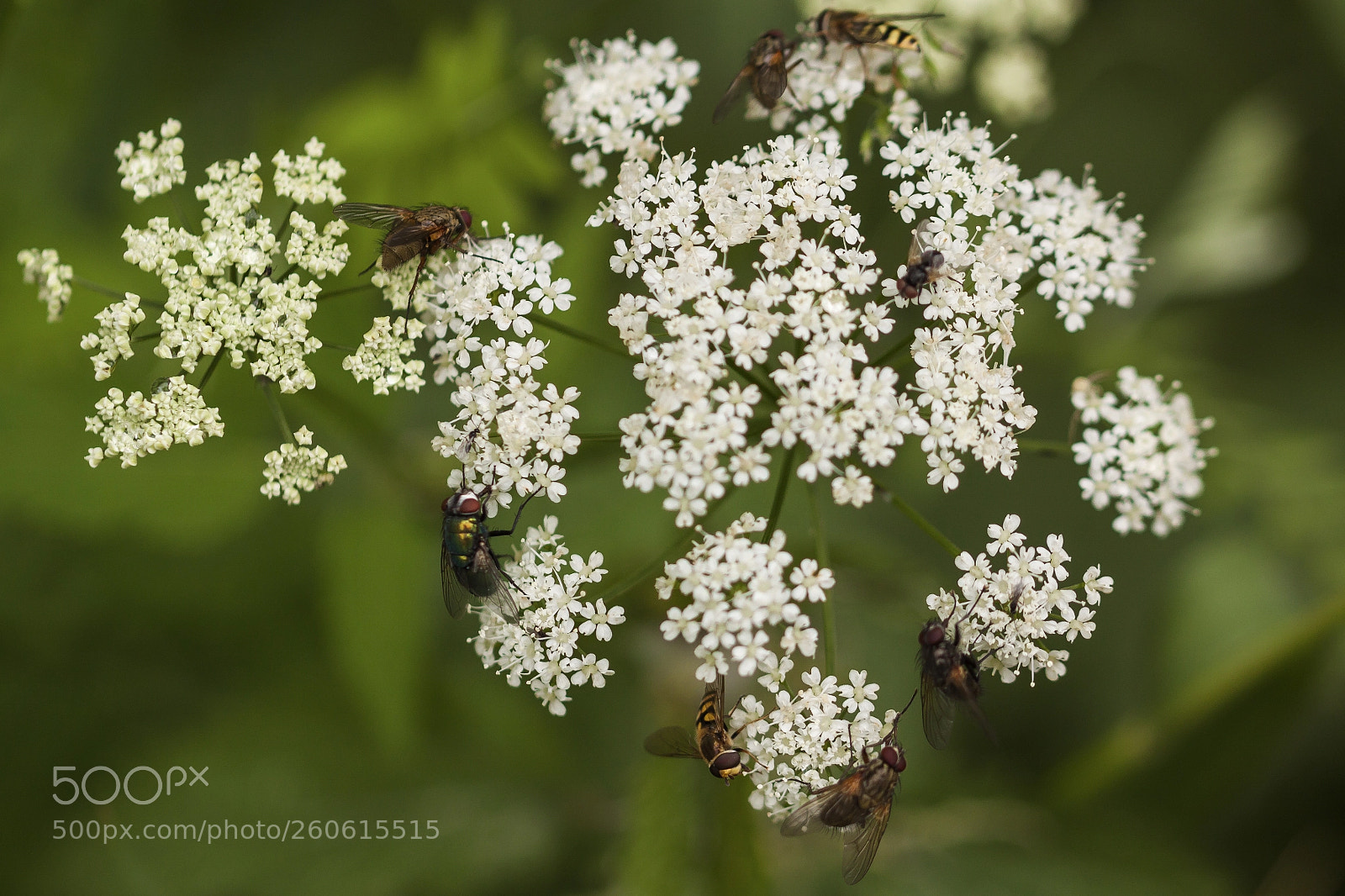 Canon EOS 500D (EOS Rebel T1i / EOS Kiss X3) sample photo. Valerian (herb) photography