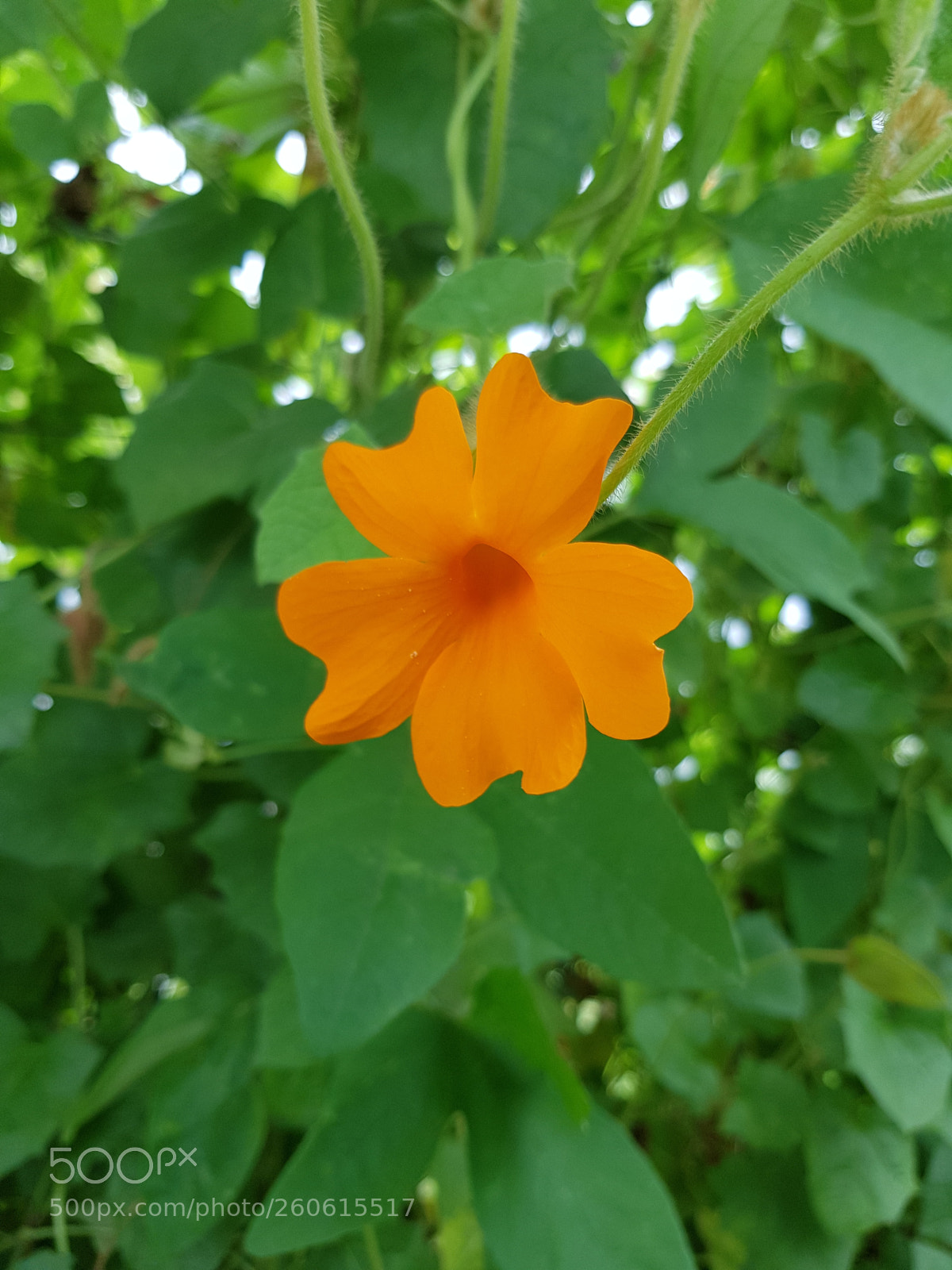 Samsung Galaxy S8 sample photo. Untitled photography