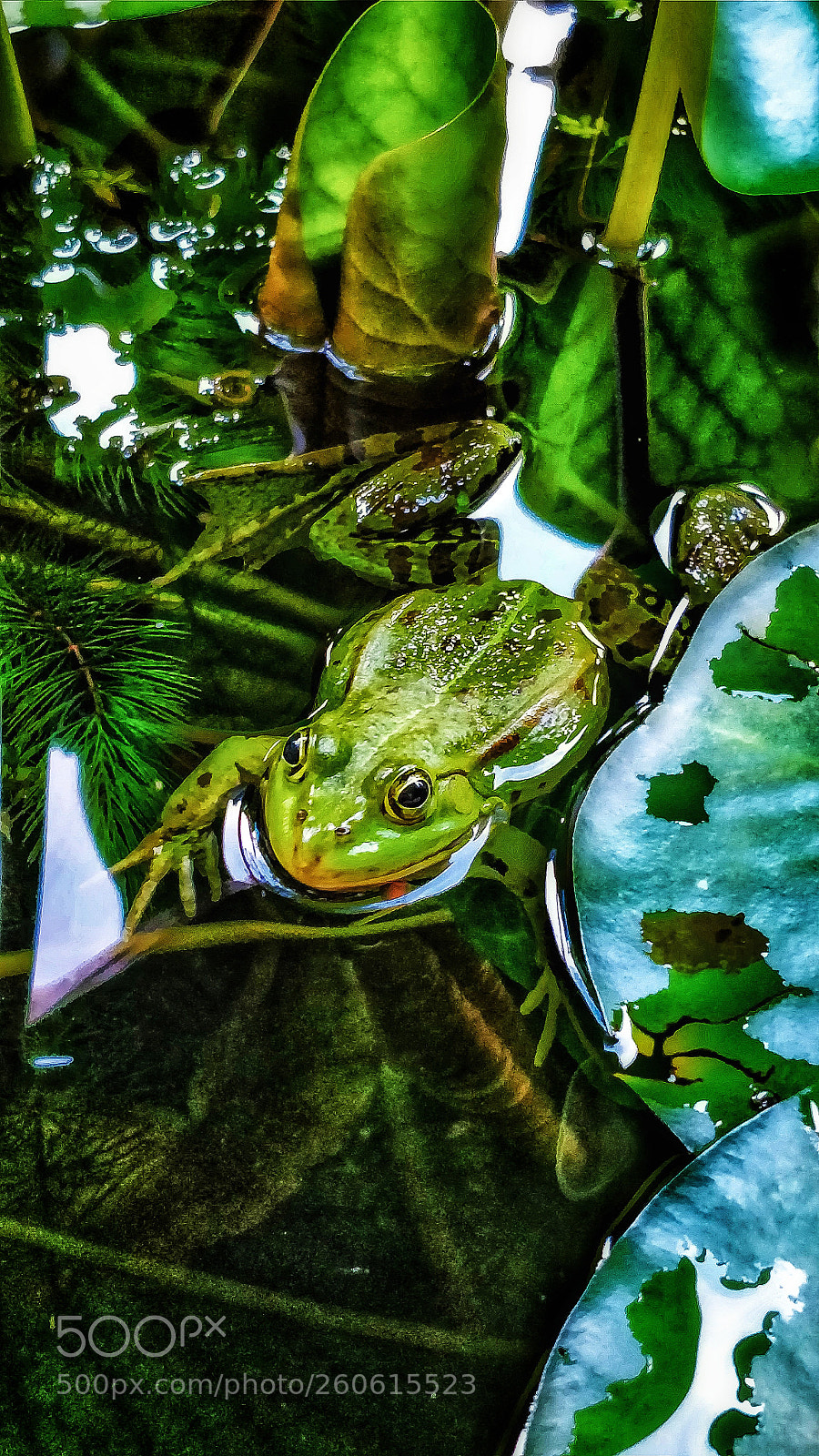 OnePlus 5 sample photo. Frog swim photography