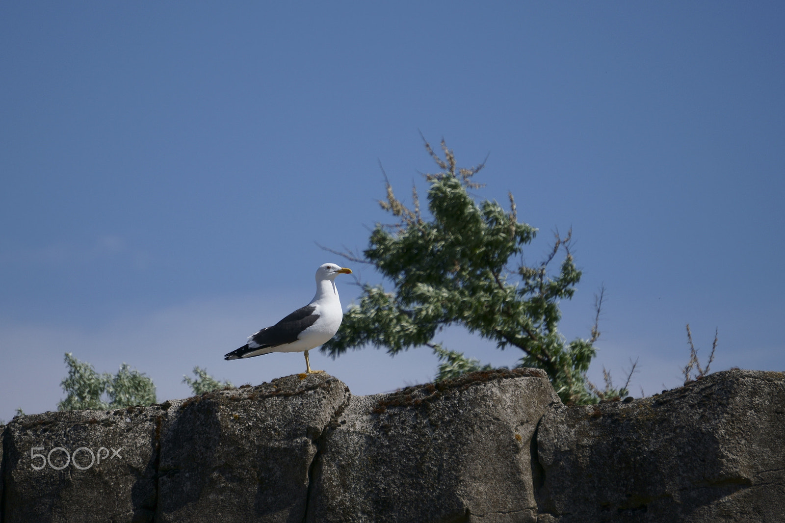 Sony a6300 + Sony E 55-210mm F4.5-6.3 OSS sample photo. Möwe auf fels photography