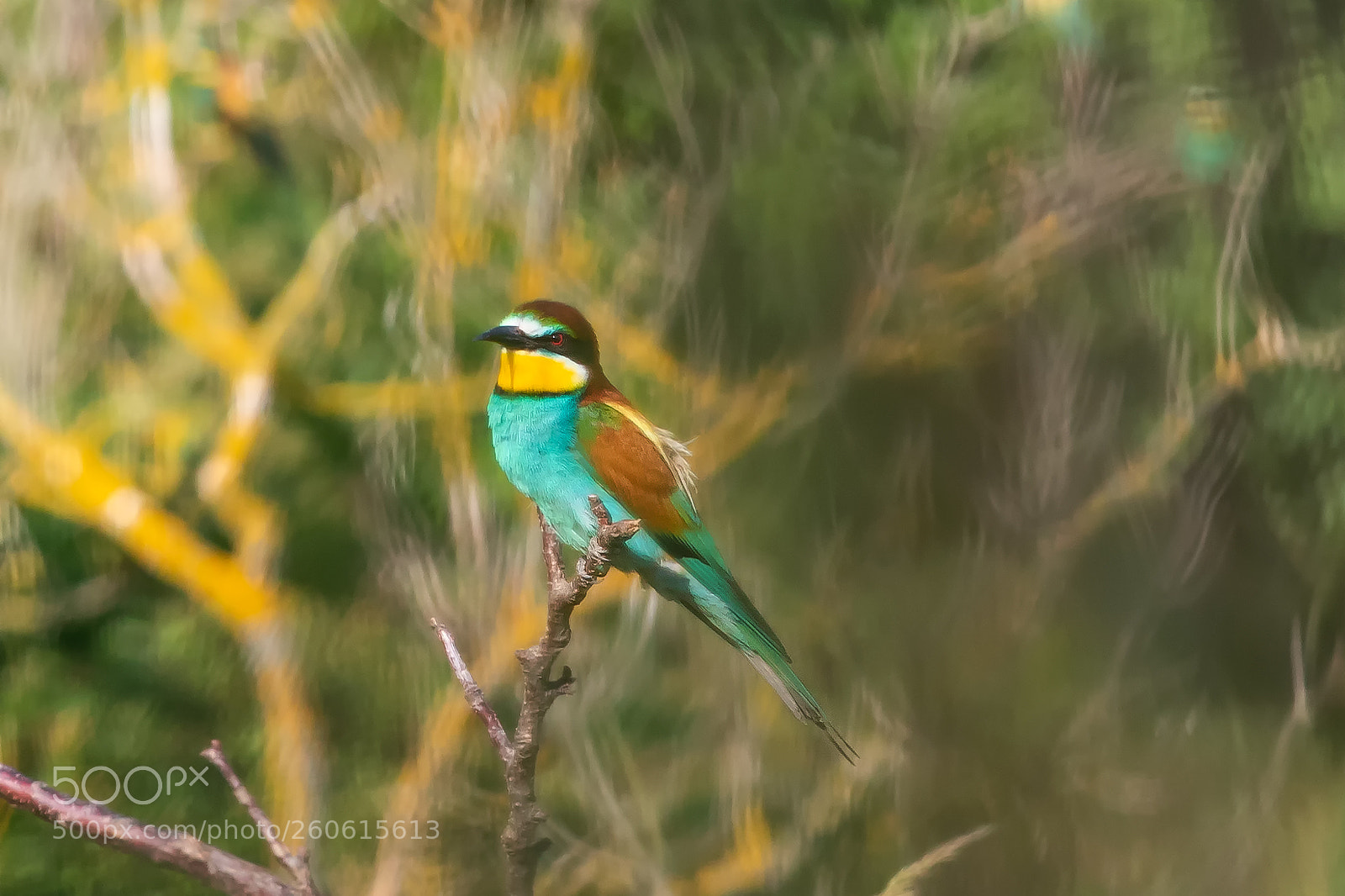 Canon EOS 6D Mark II sample photo. Vlha pestrá   merops apiaster photography