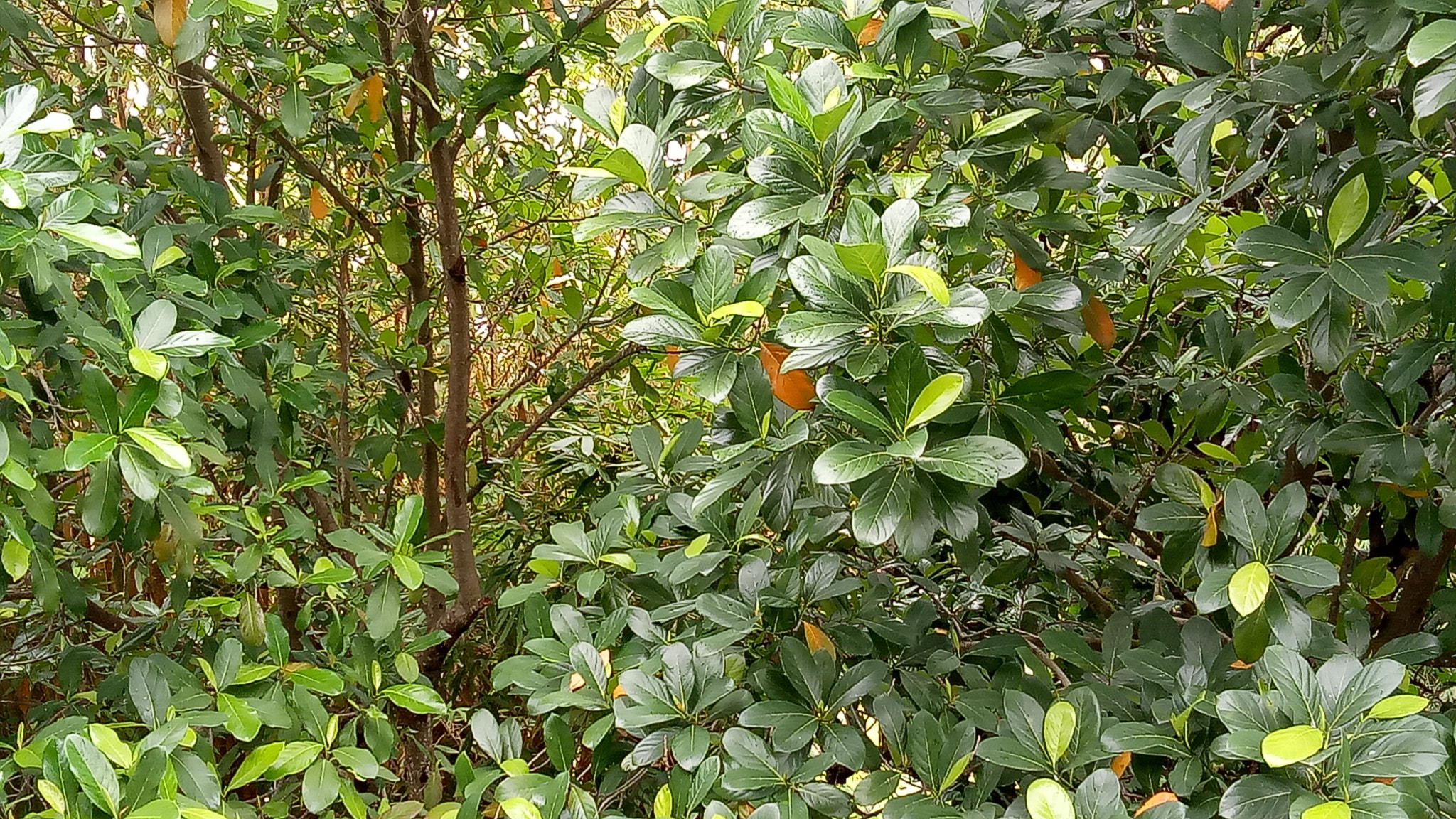 OPPO CPH1609 sample photo. Through the jackfruit forest. photography