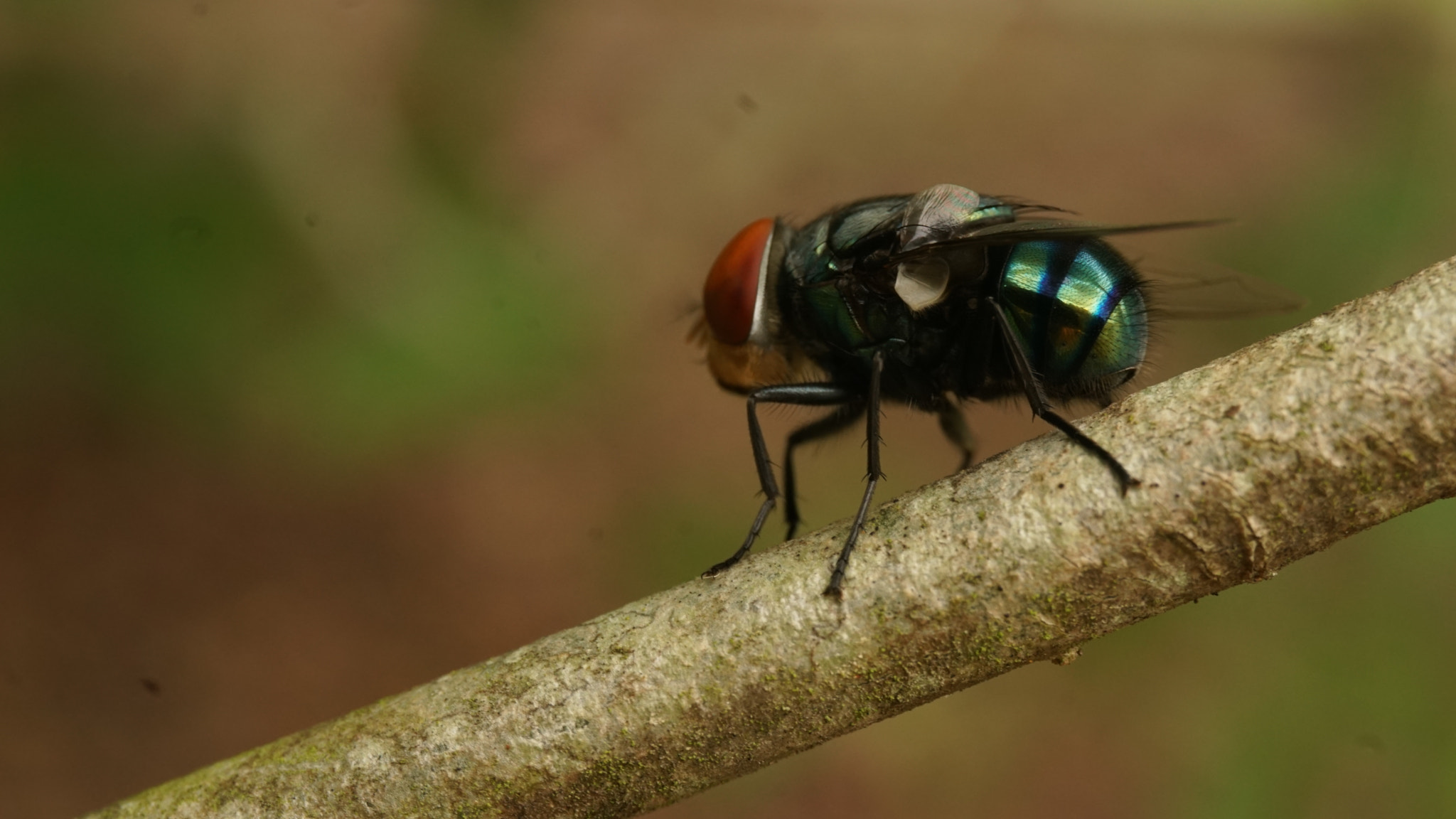 Sony a6000 + Sony E 18-50mm F4-5.6 sample photo. Fat green fly with big red eyes photography