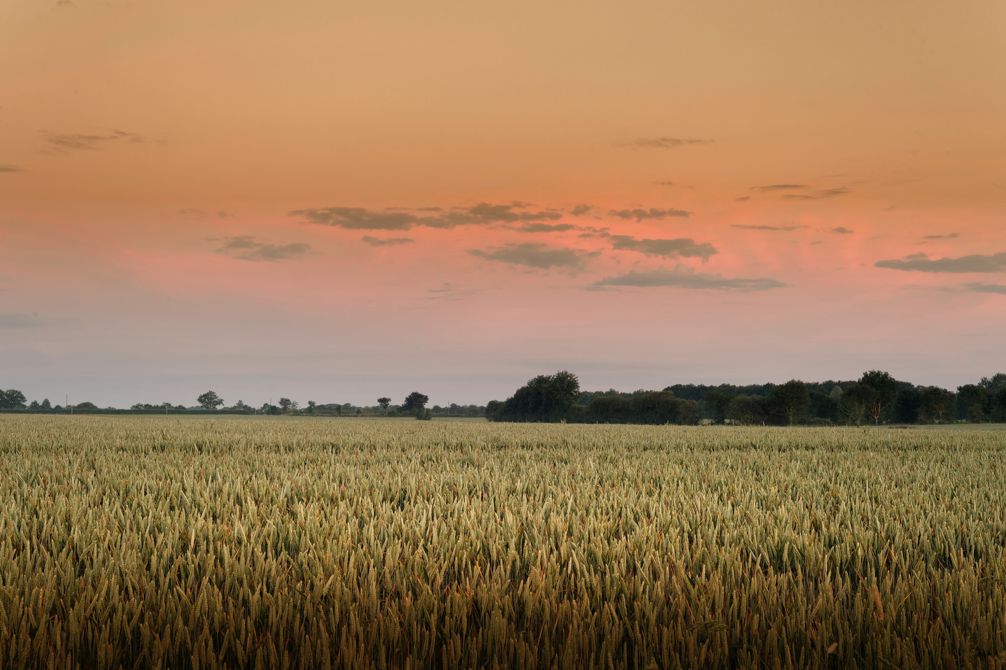 Nikon Df sample photo. The field photography