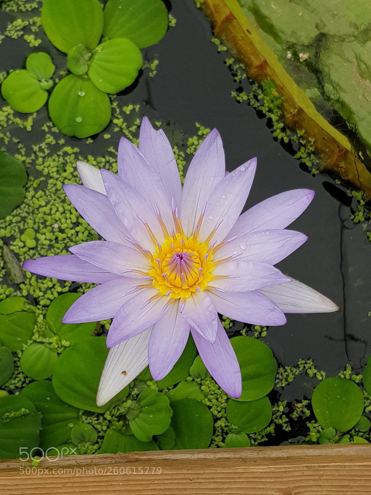 Samsung Galaxy S8 sample photo. Untitled photography